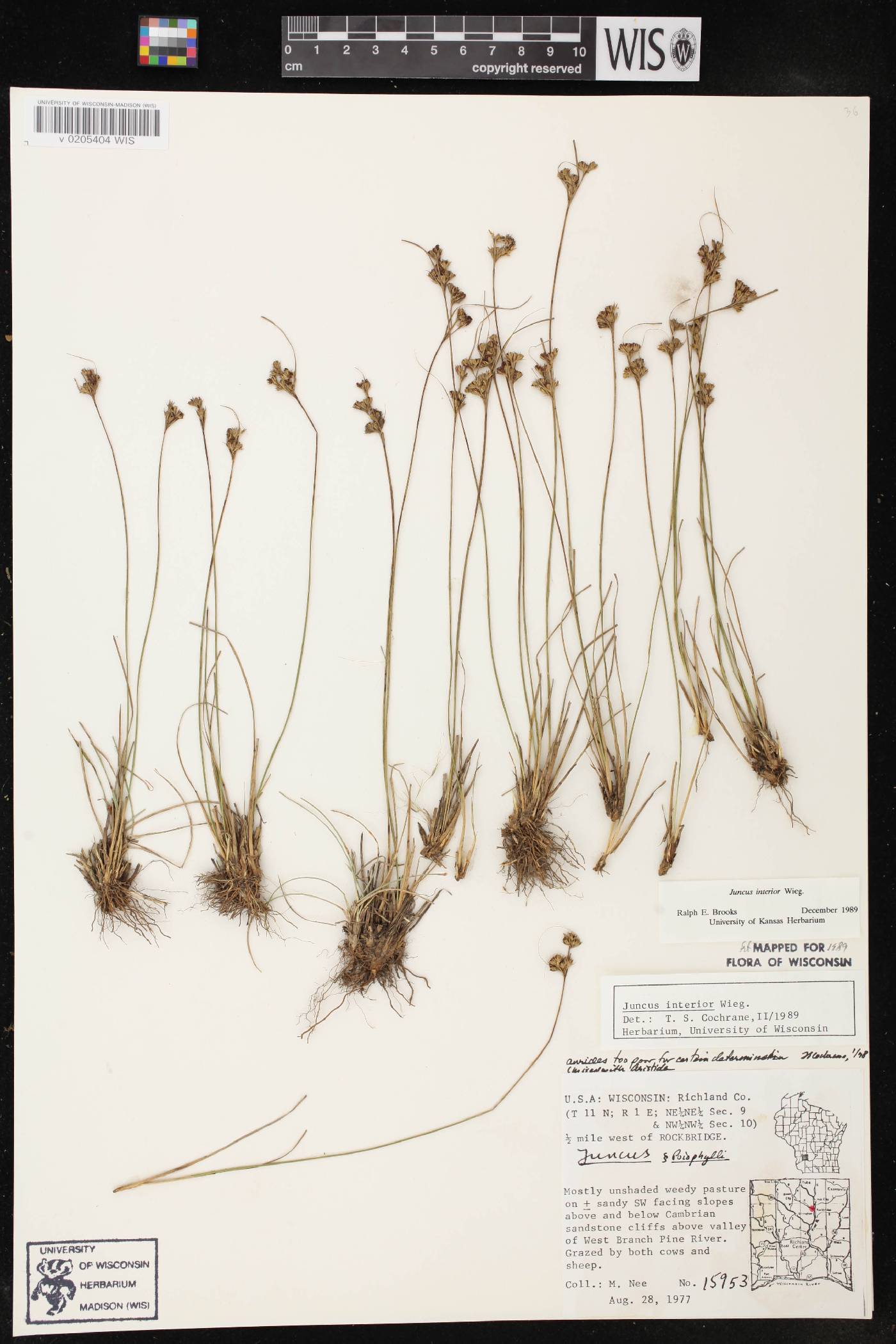 Juncus interior image