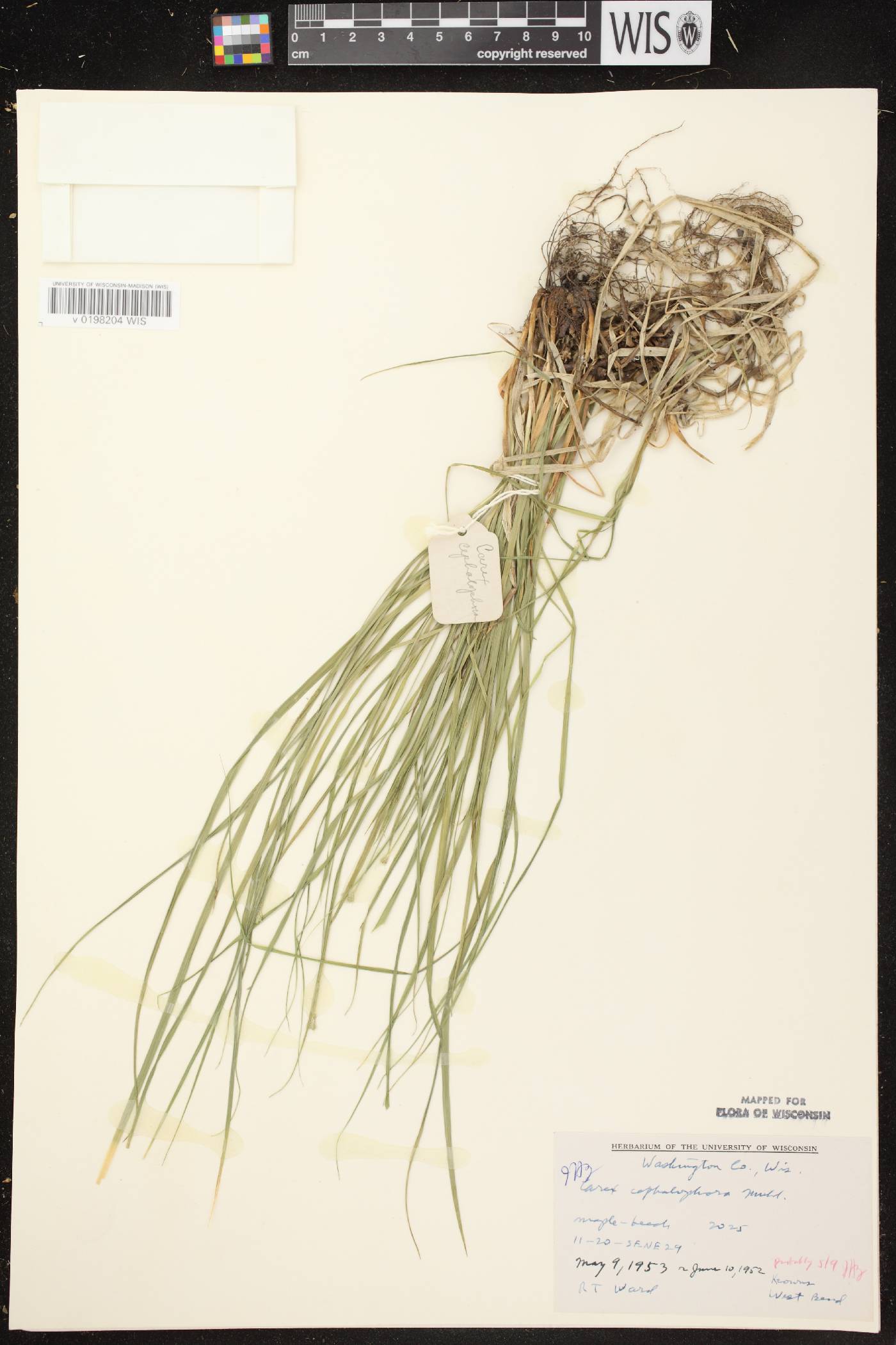 Carex cephalophora image