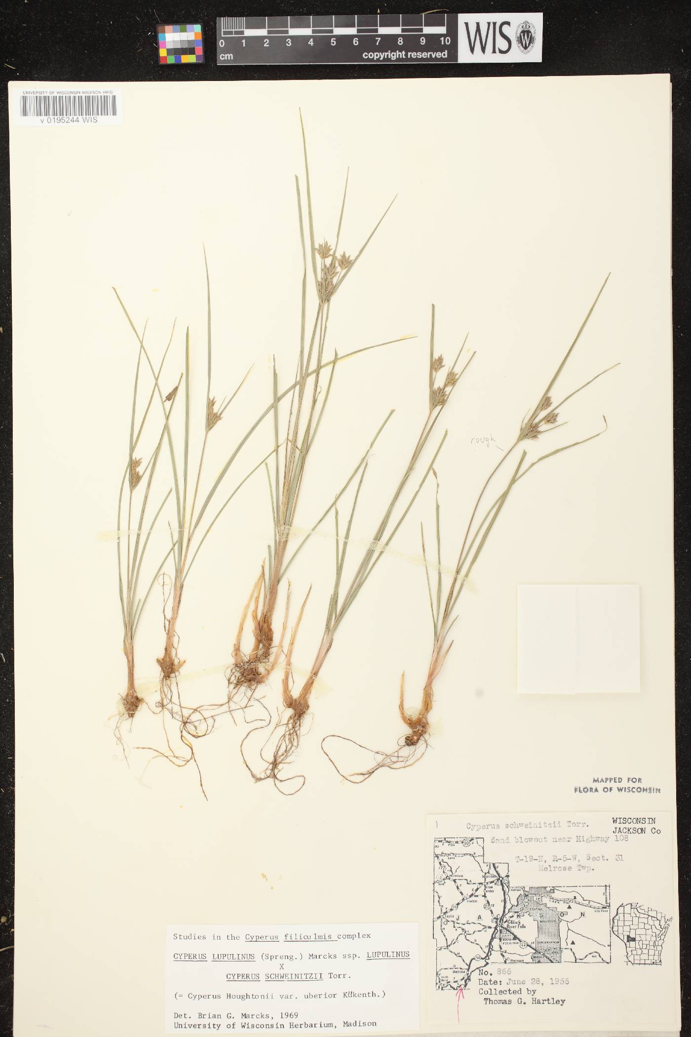 Cyperus X mesochorus image