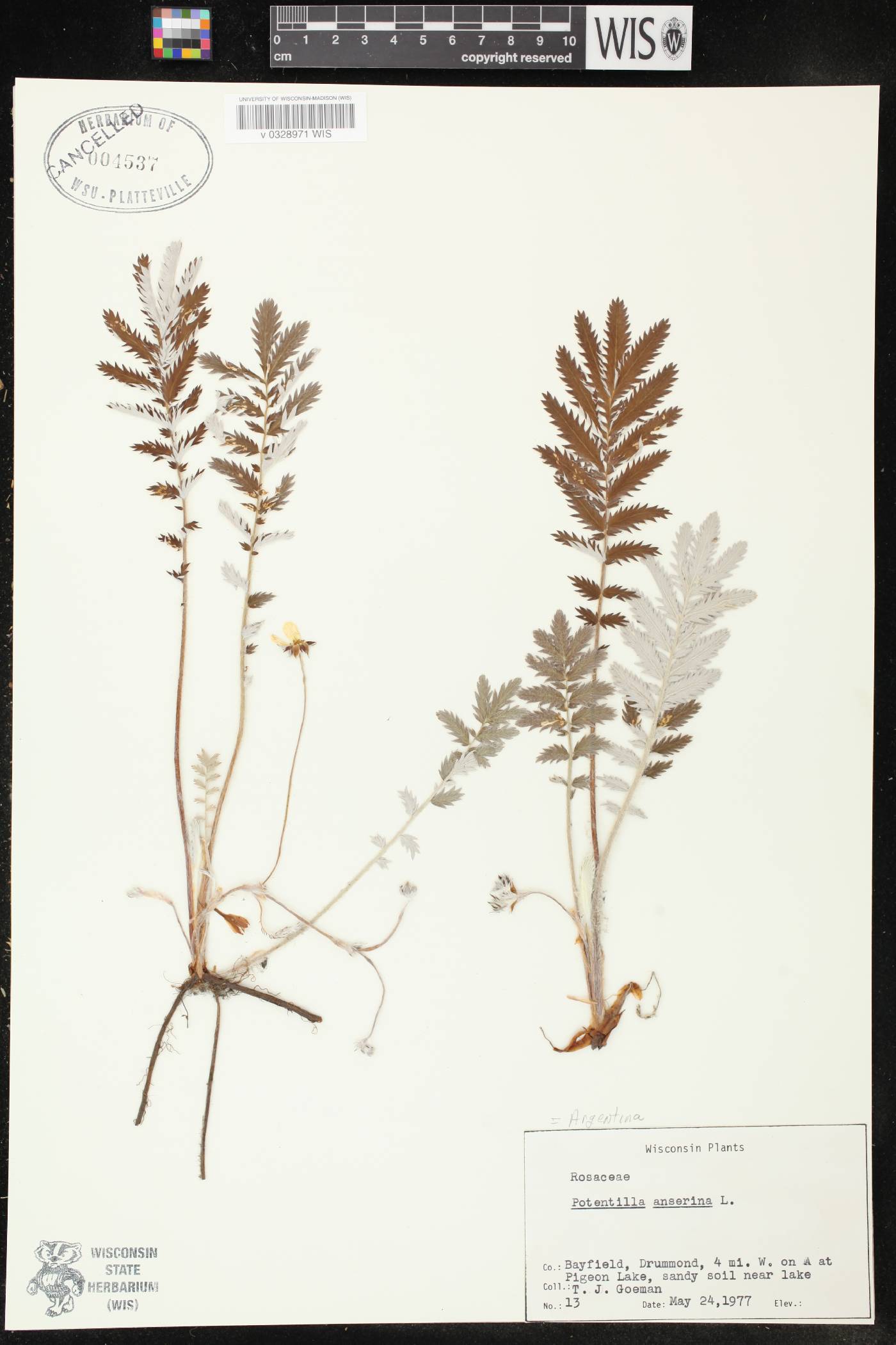 Potentilla anserina subsp. anserina image