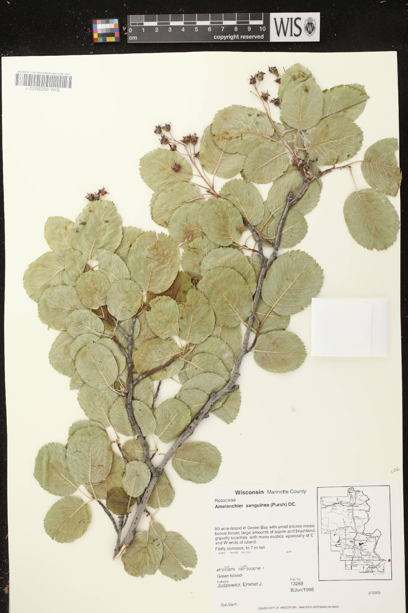 Amelanchier sanguinea image