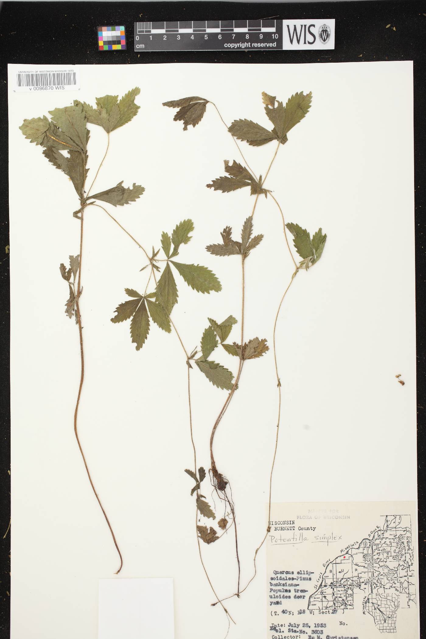 Potentilla simplex image