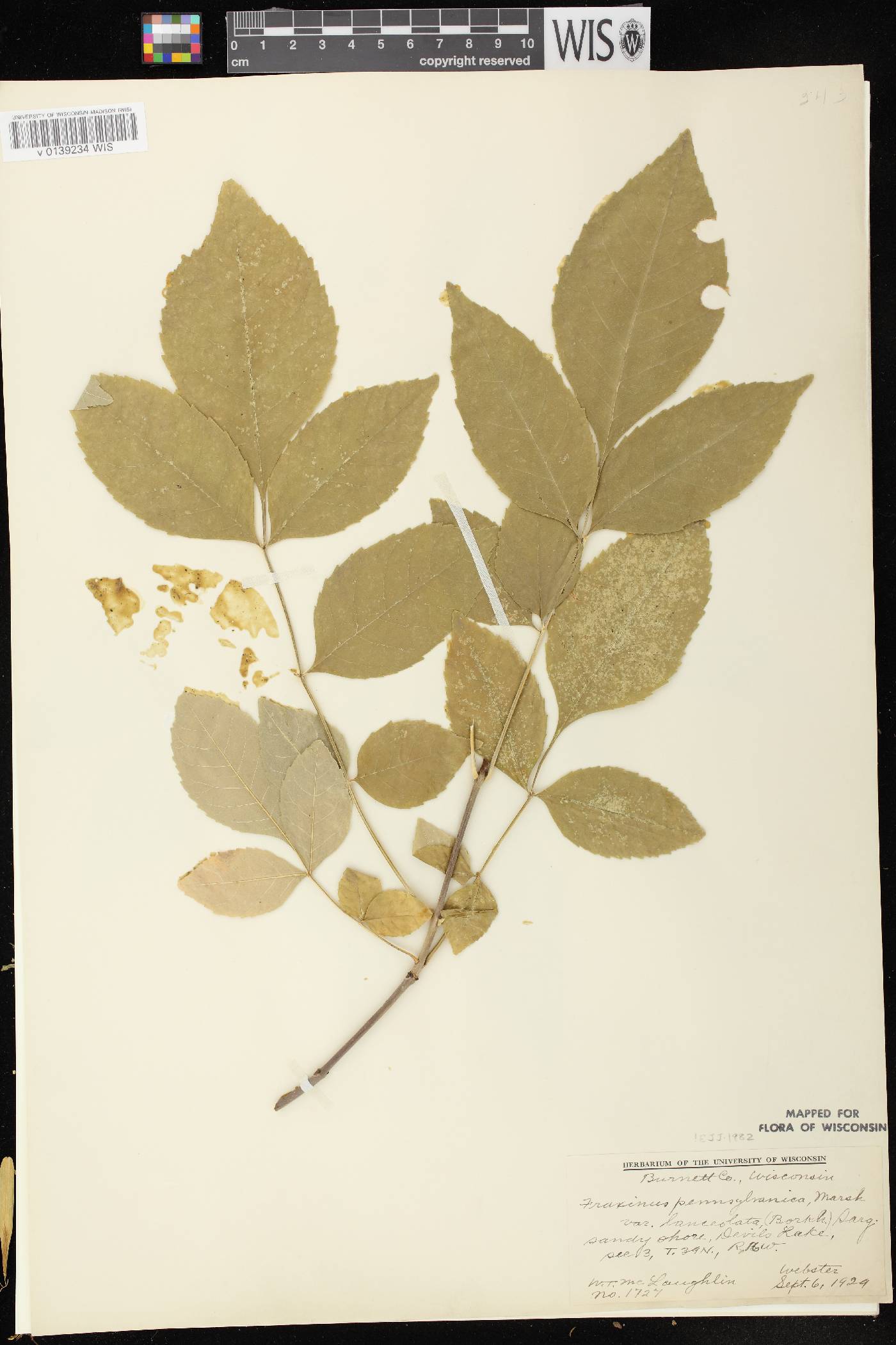 Fraxinus pennsylvanica image