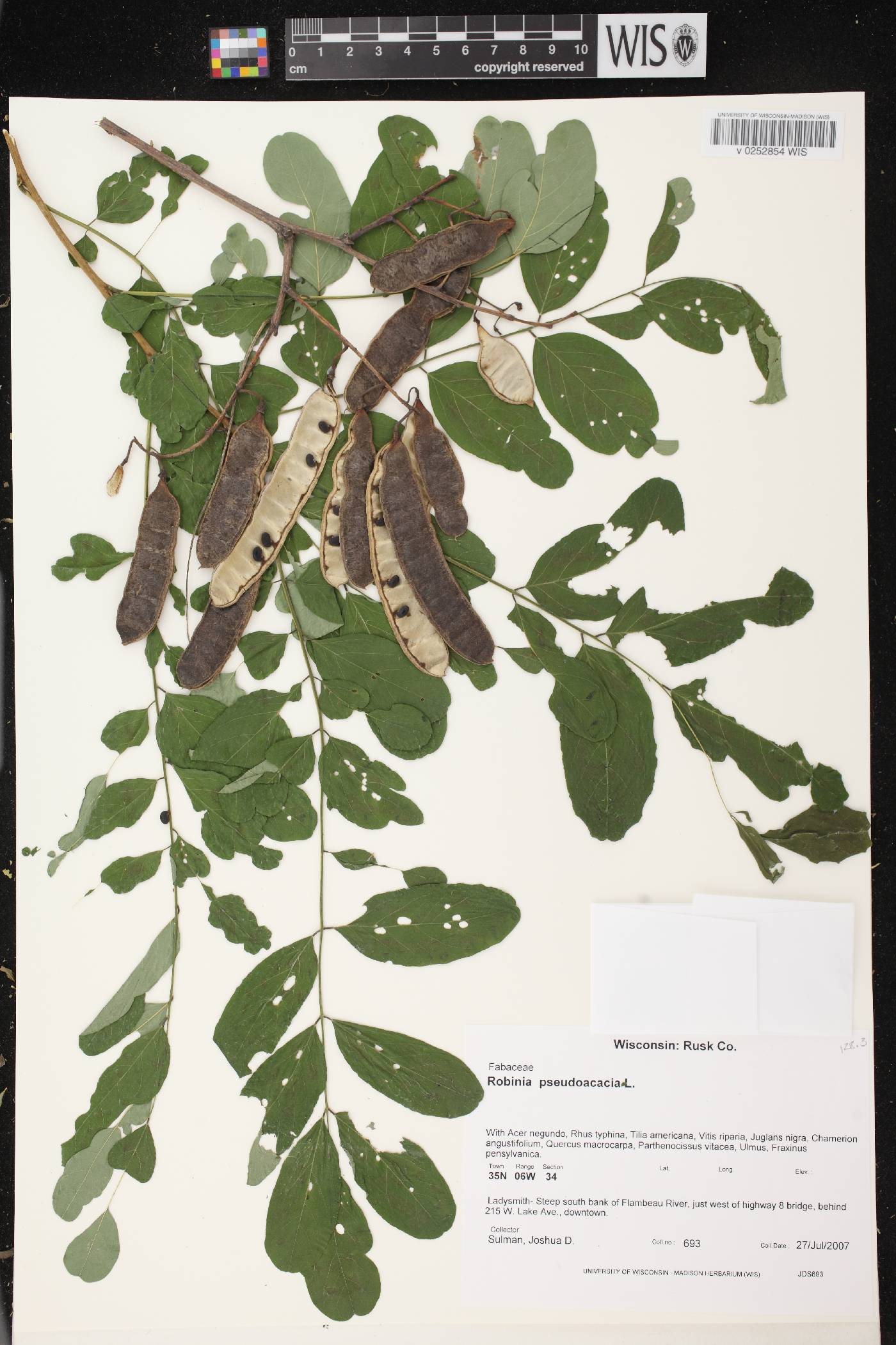 Robinia pseudoacacia image