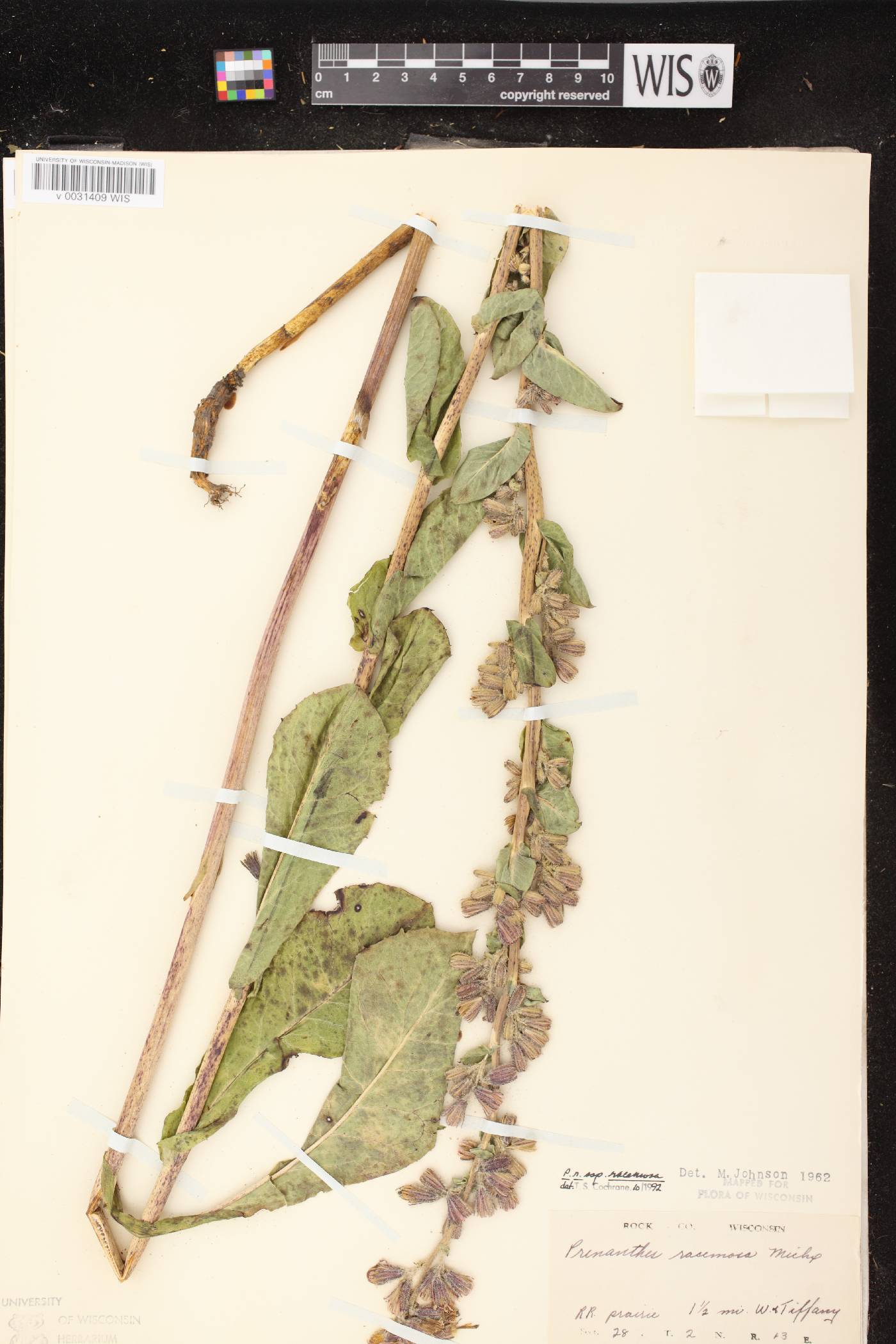 Prenanthes racemosa image