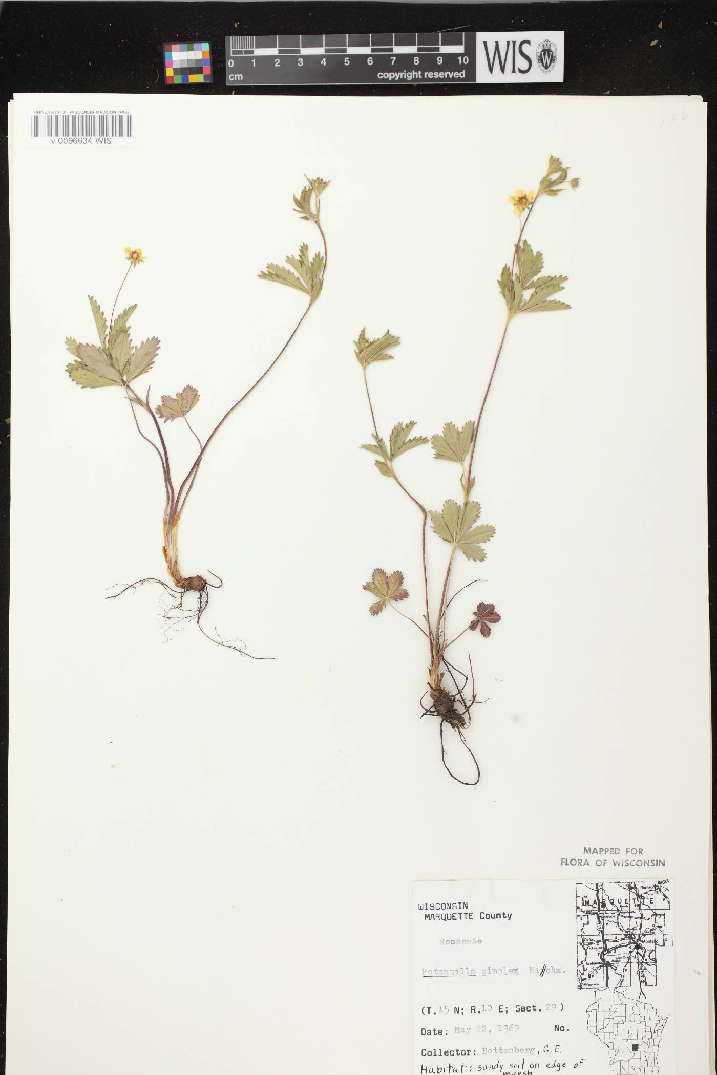 Potentilla simplex image