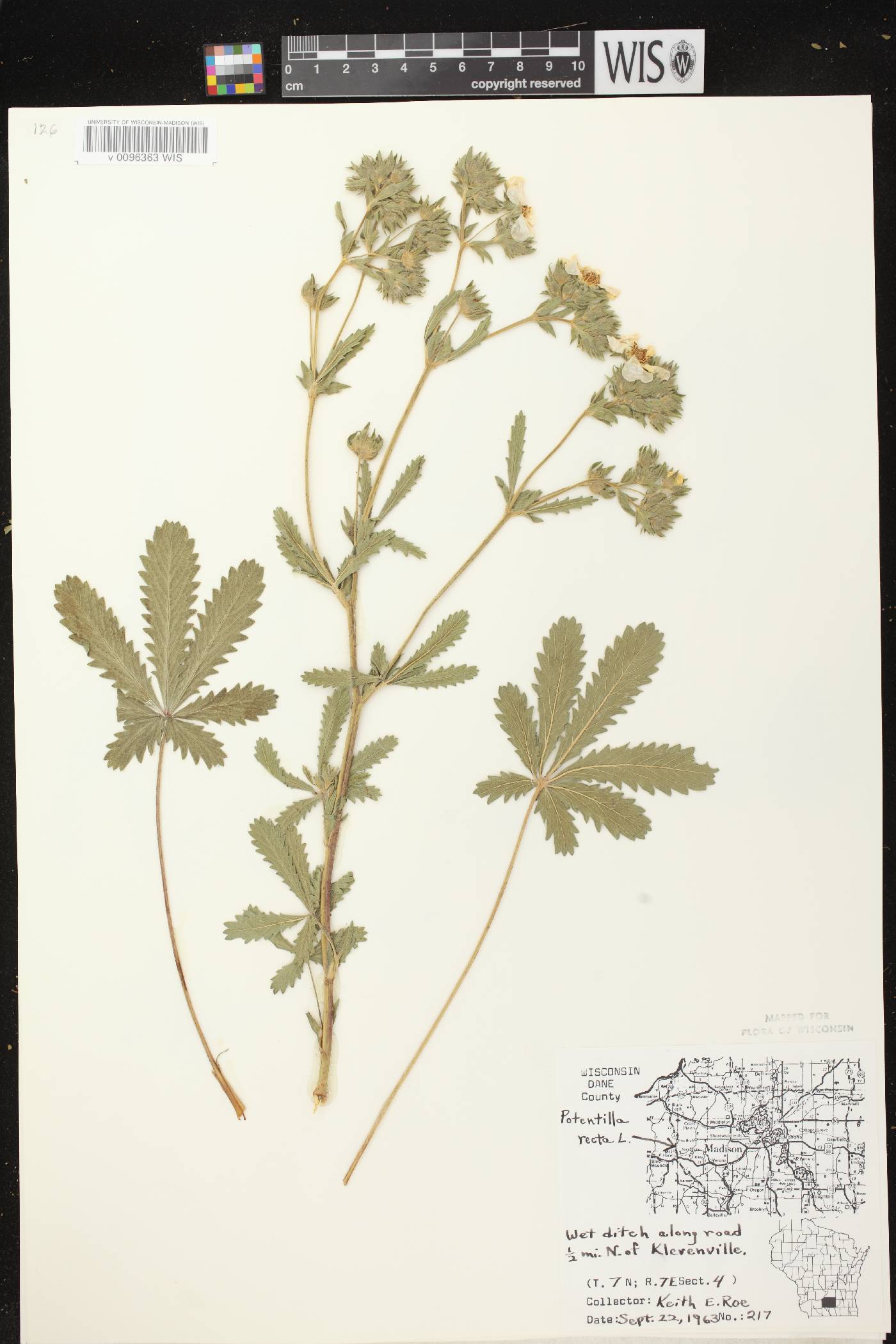 Potentilla recta image