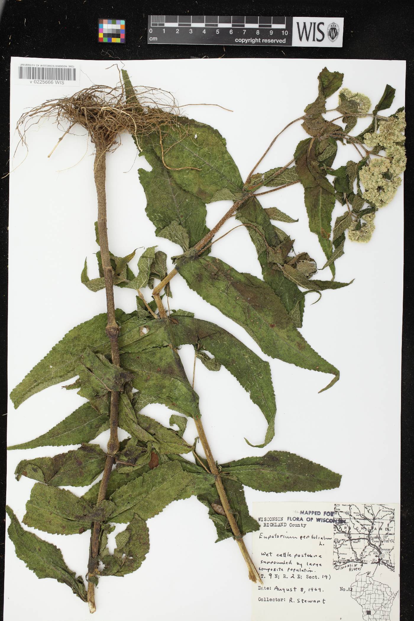 Eupatorium perfoliatum image