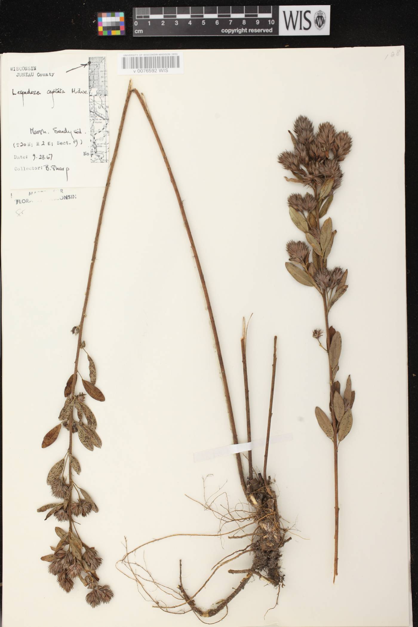 Lespedeza capitata image