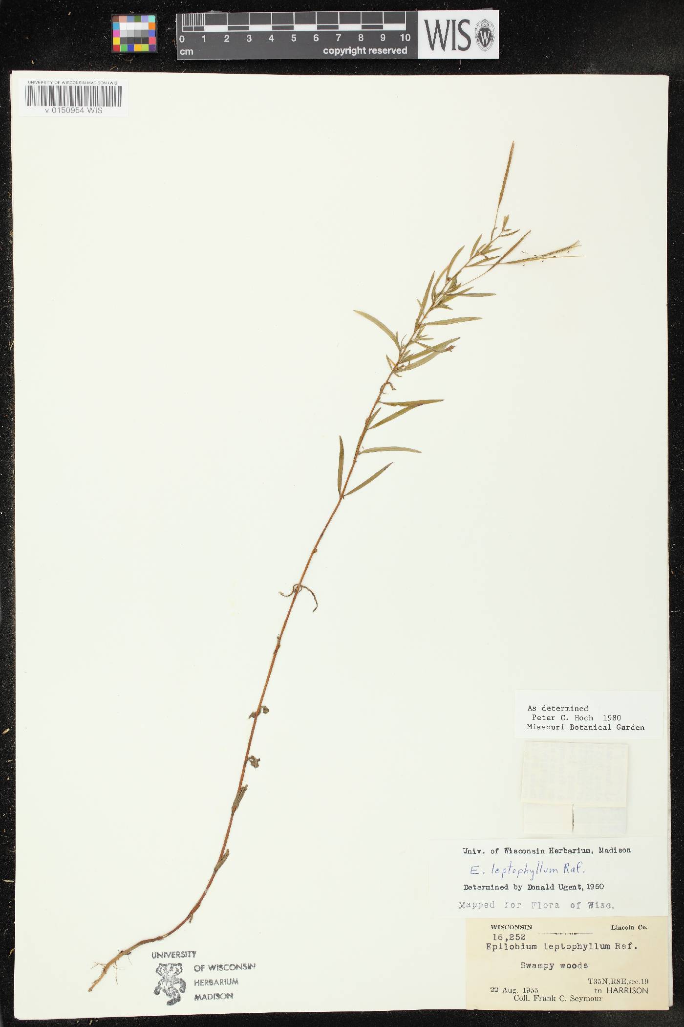 Epilobium leptophyllum image
