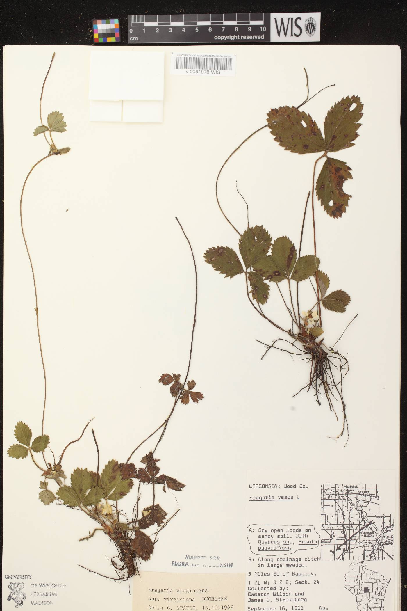Fragaria virginiana image