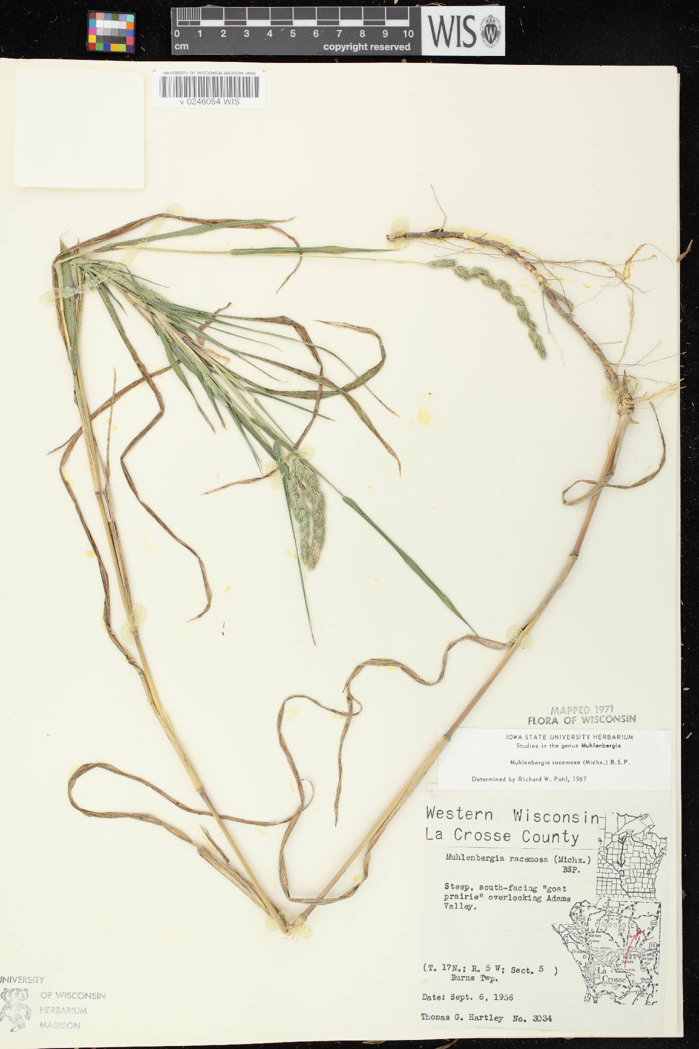 Muhlenbergia racemosa image