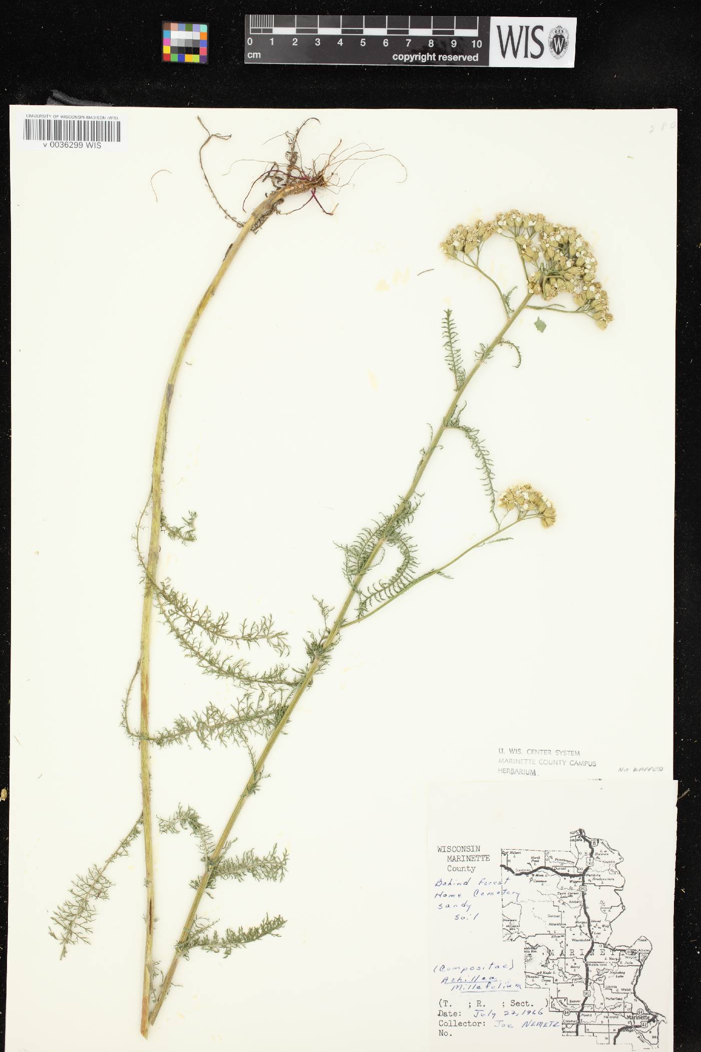 Achillea millefolium image