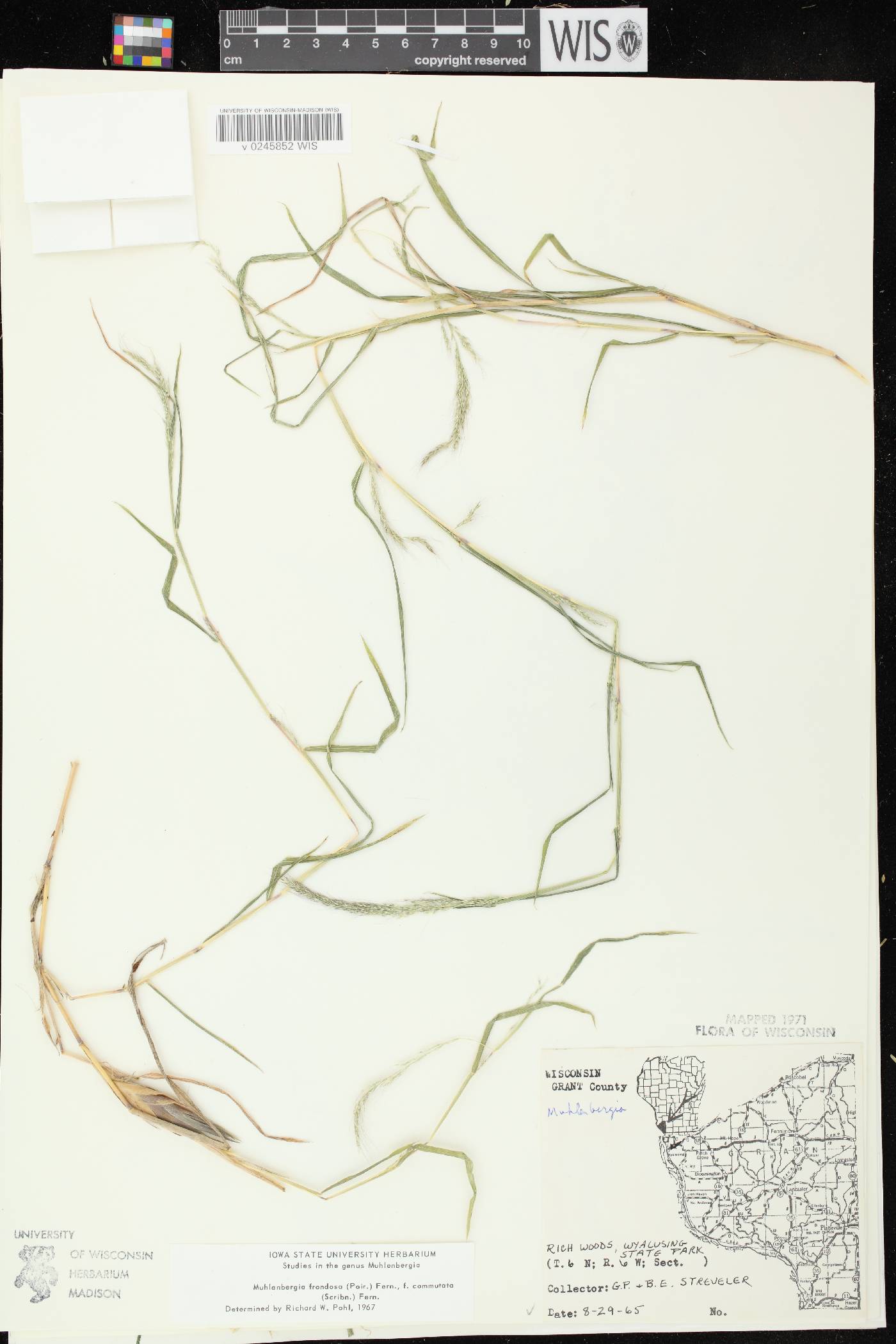 Muhlenbergia frondosa image