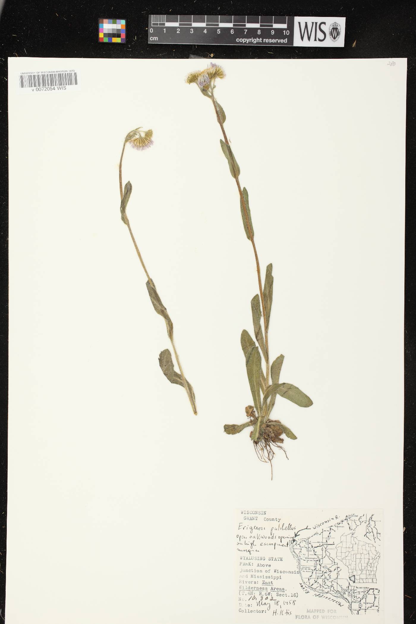 Erigeron pulchellus image