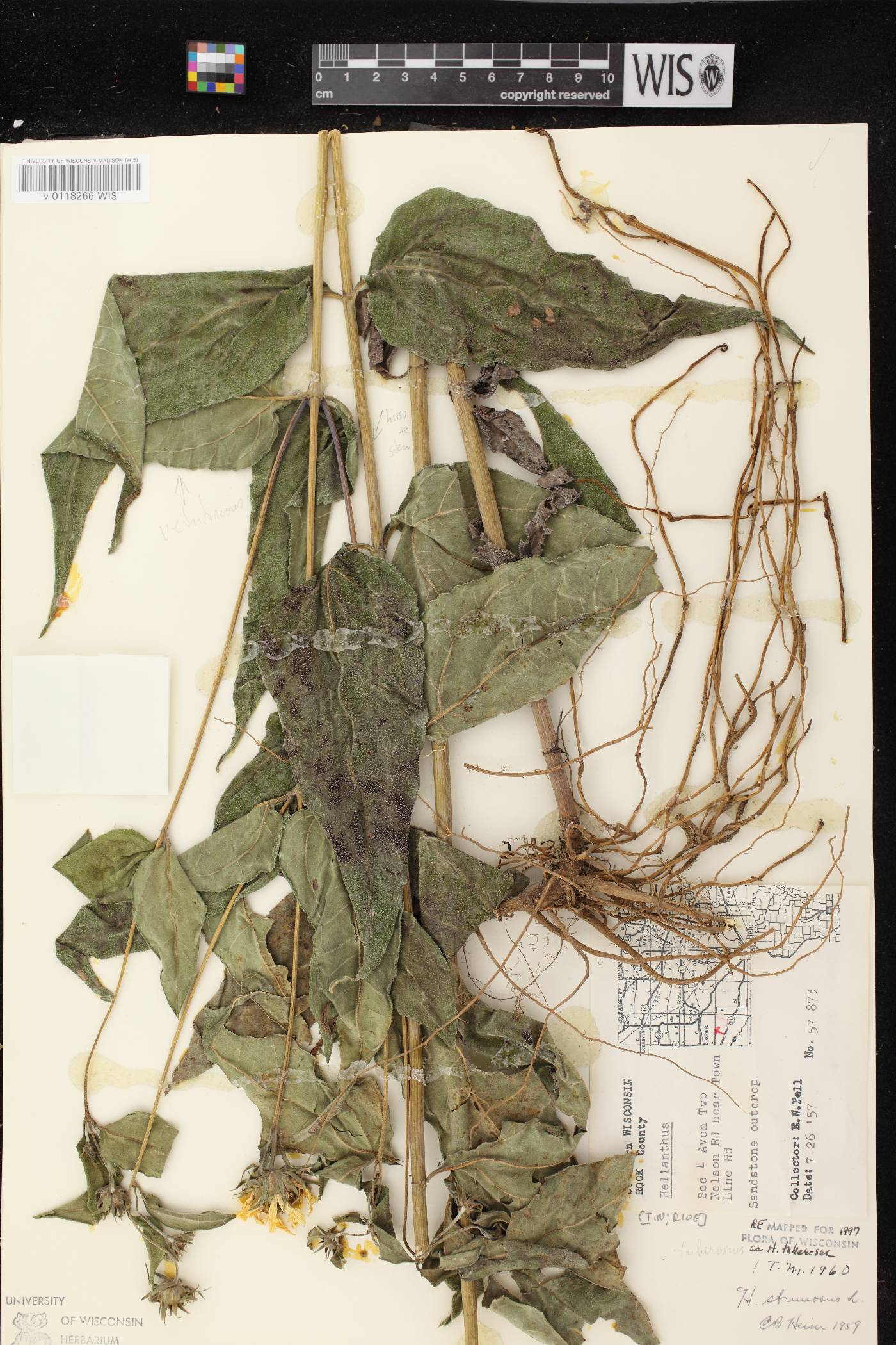 Helianthus tuberosus image