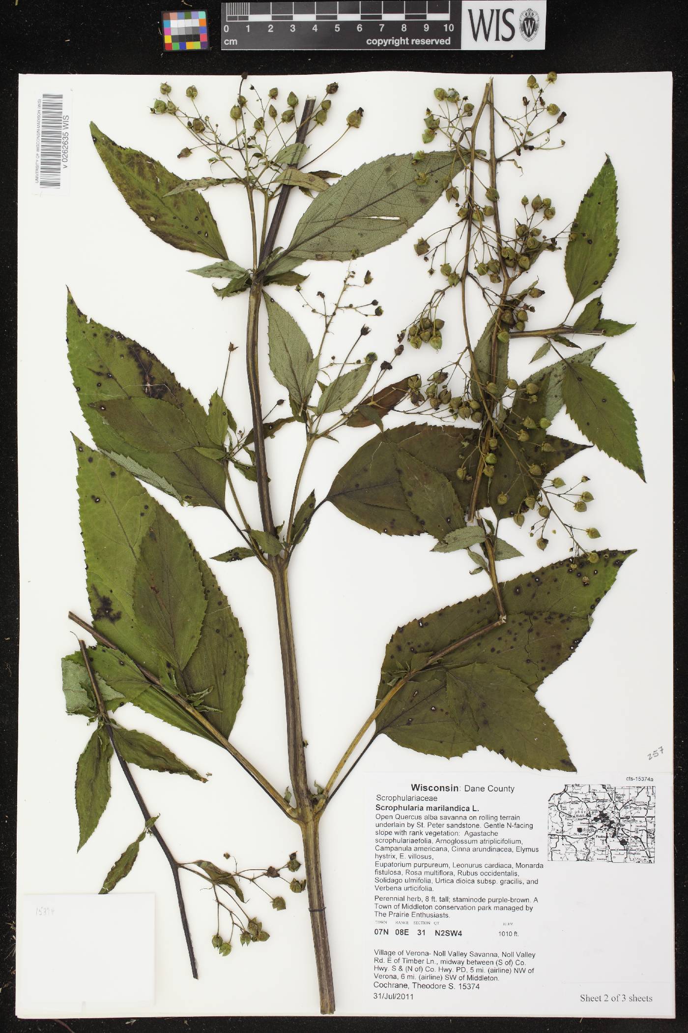 Scrophularia marilandica image