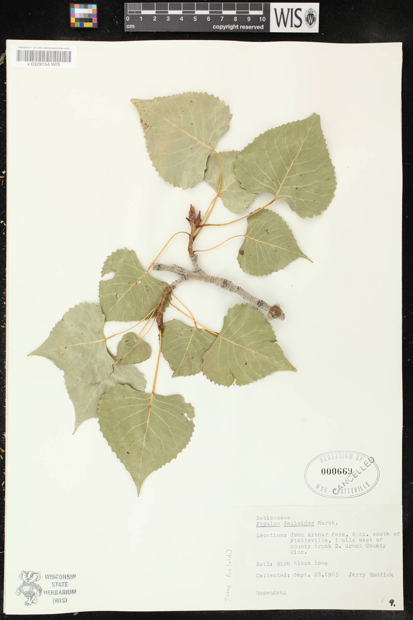 Populus deltoides subsp. monilifera image