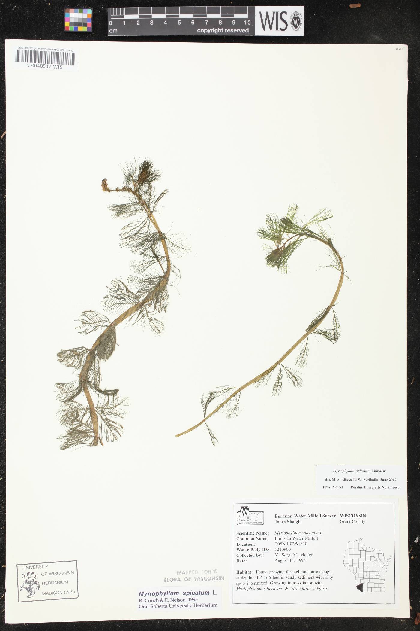 Myriophyllum spicatum image