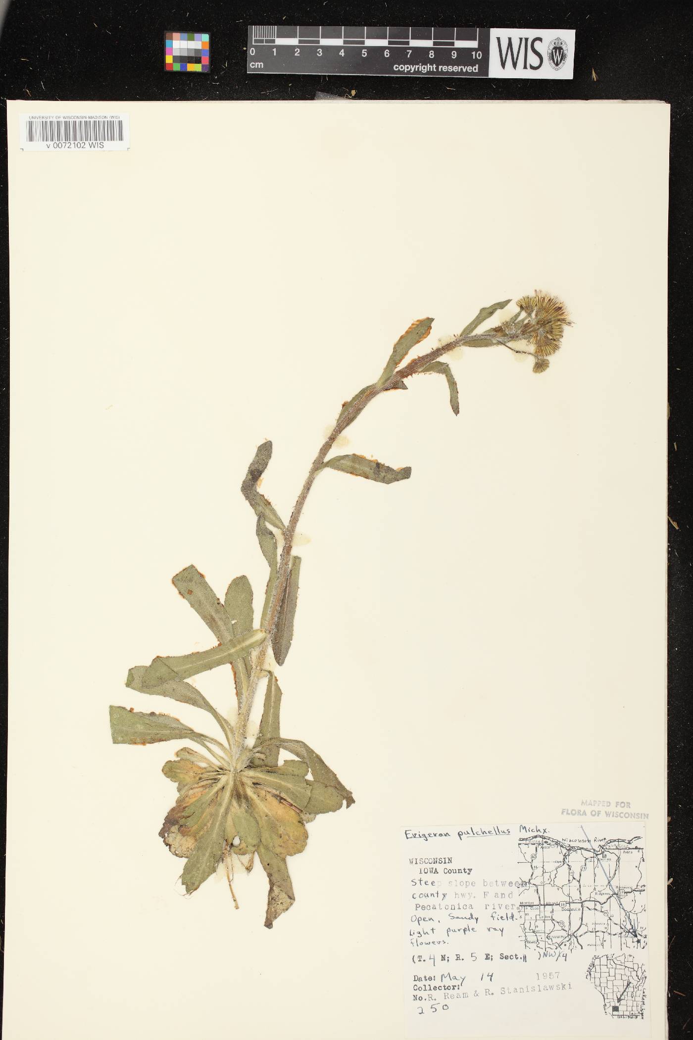 Erigeron pulchellus image