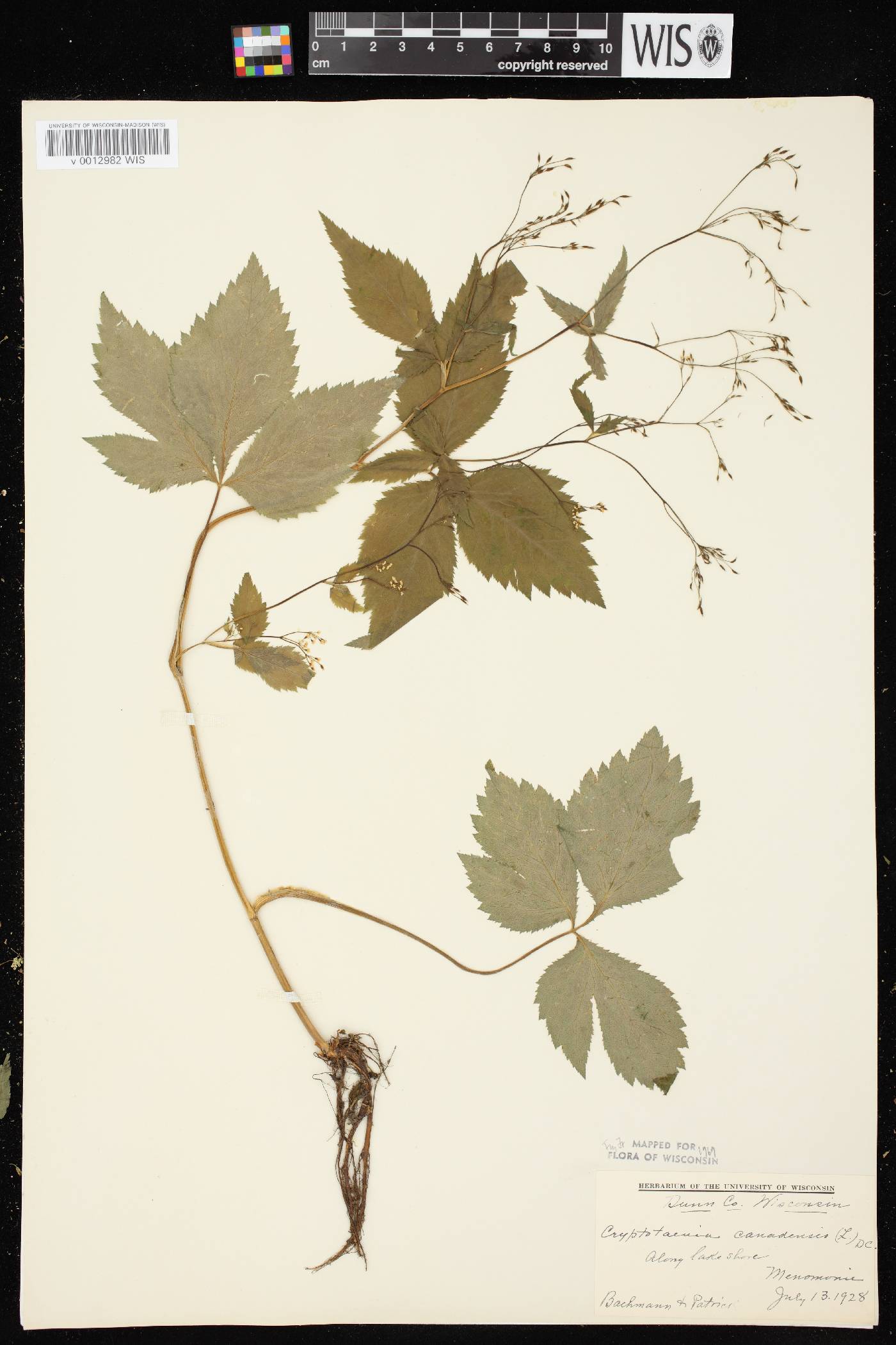 Cryptotaenia canadensis image