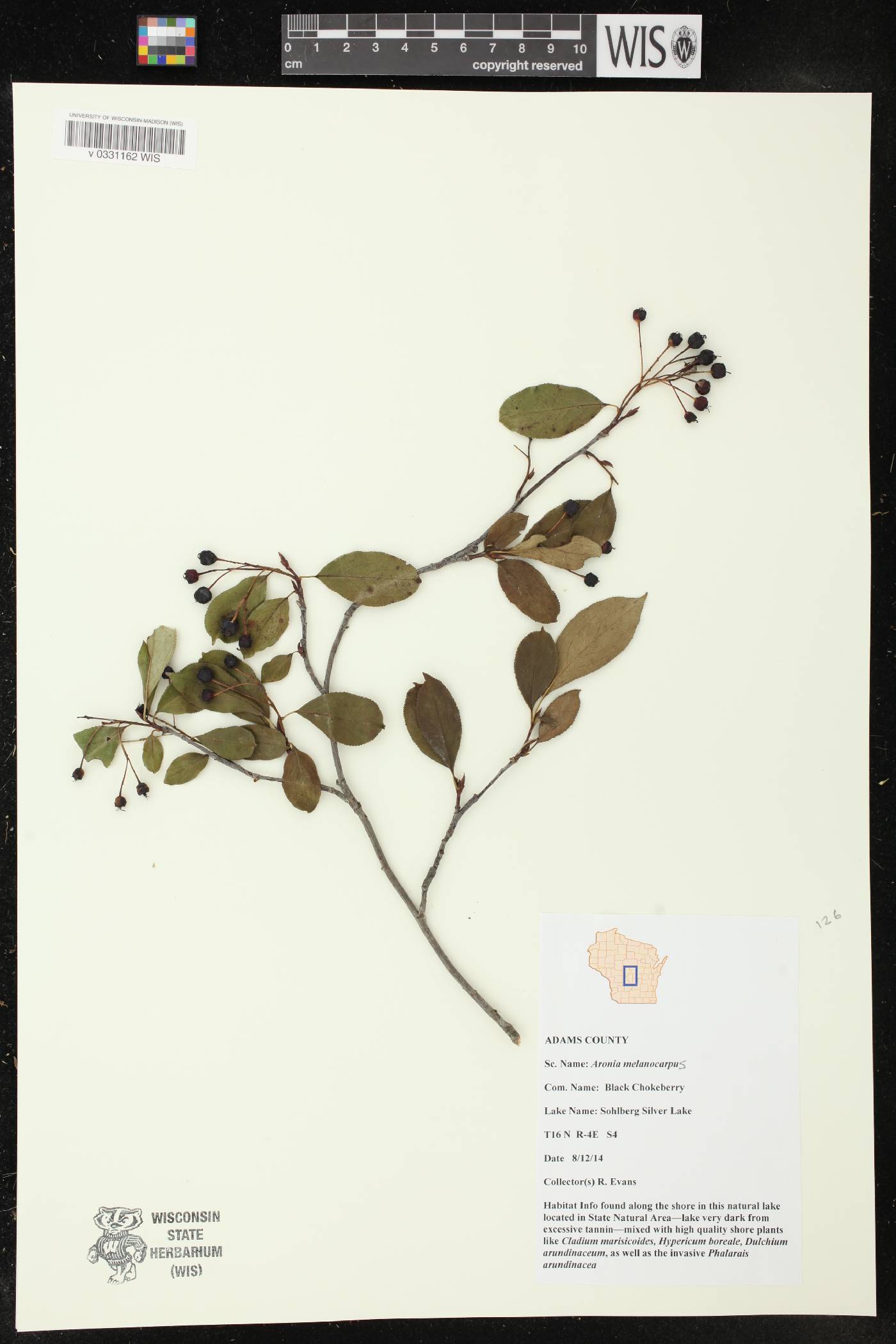 Aronia melanocarpa image