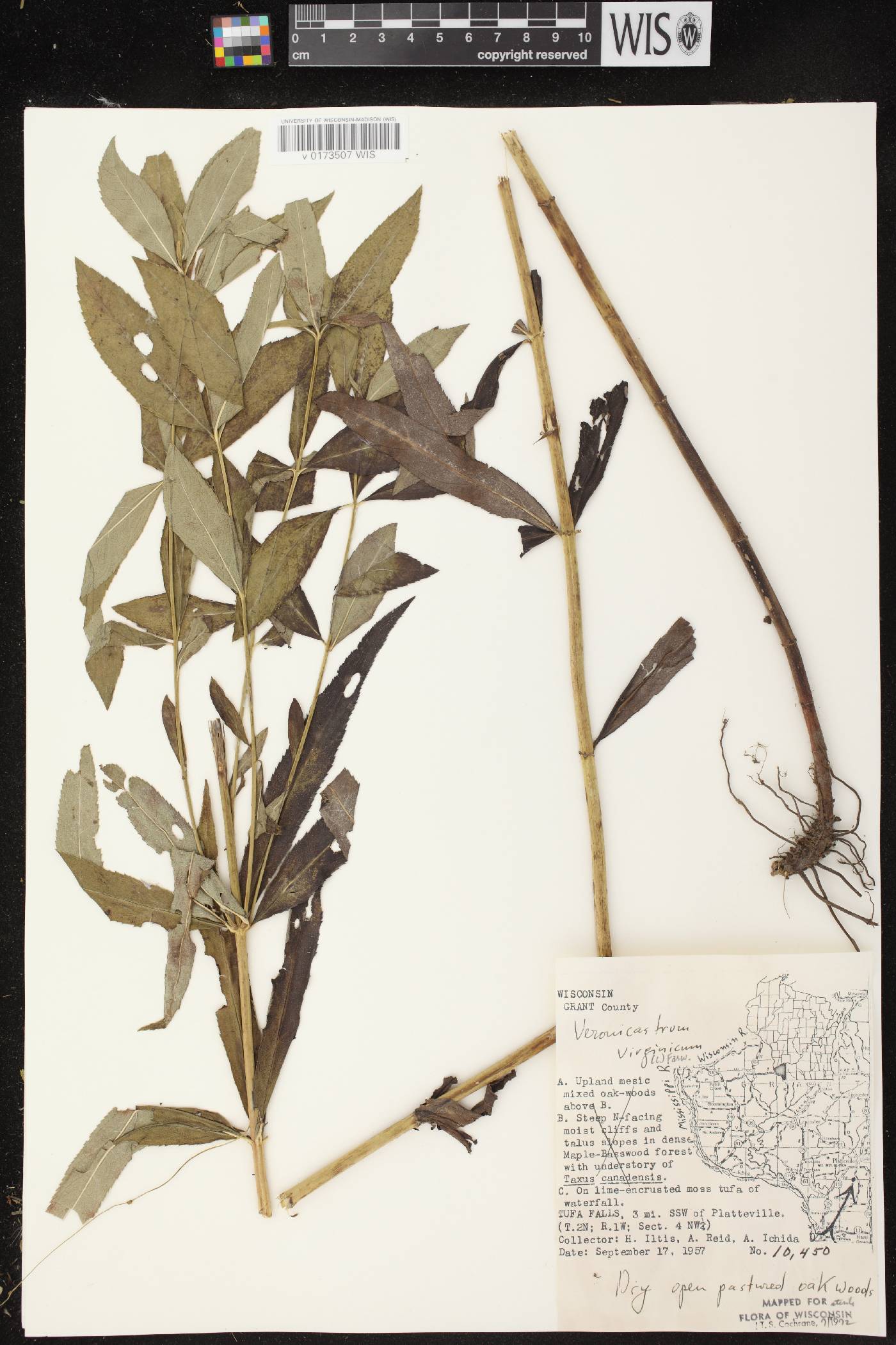 Veronicastrum virginicum image