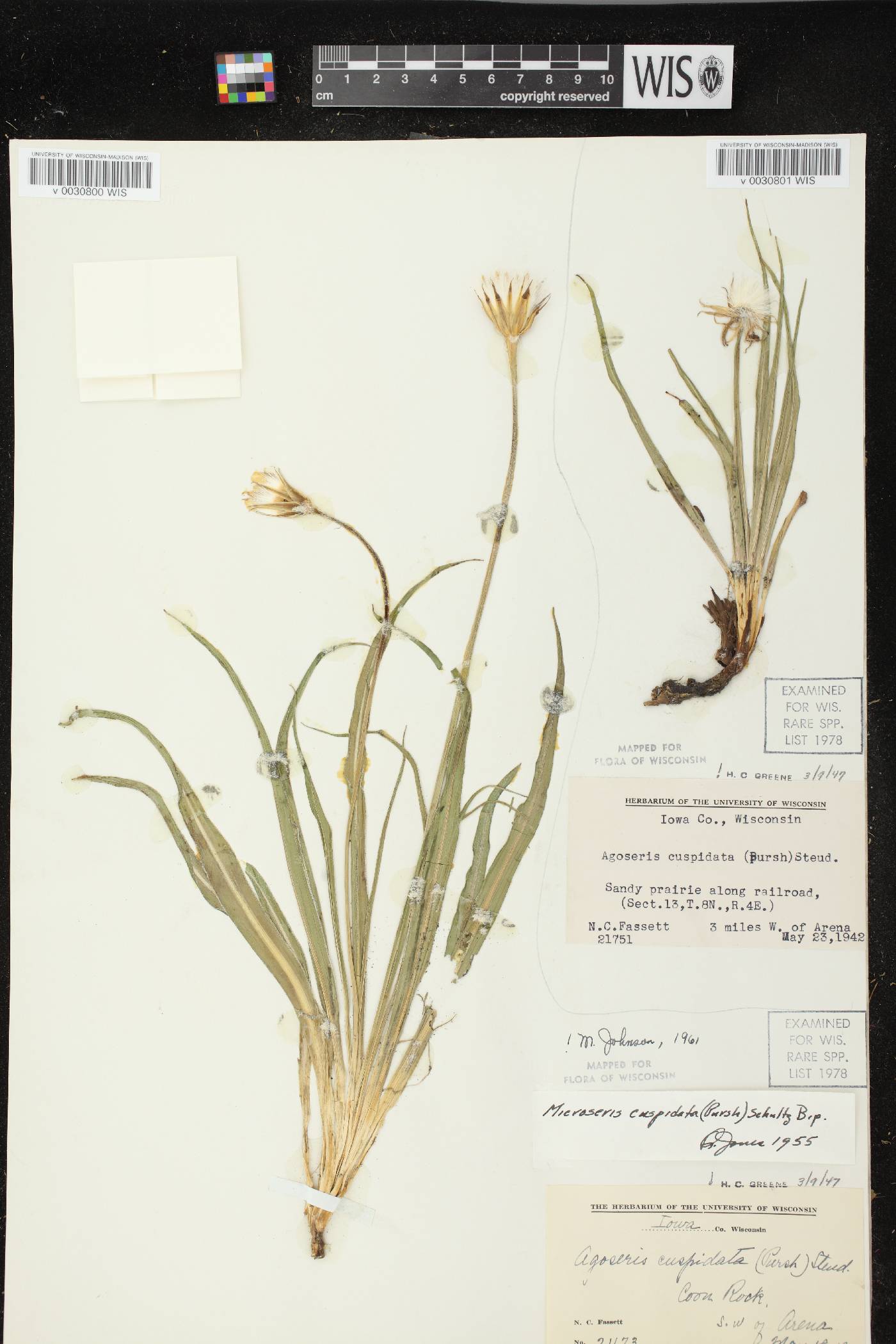 Nothocalais cuspidata image