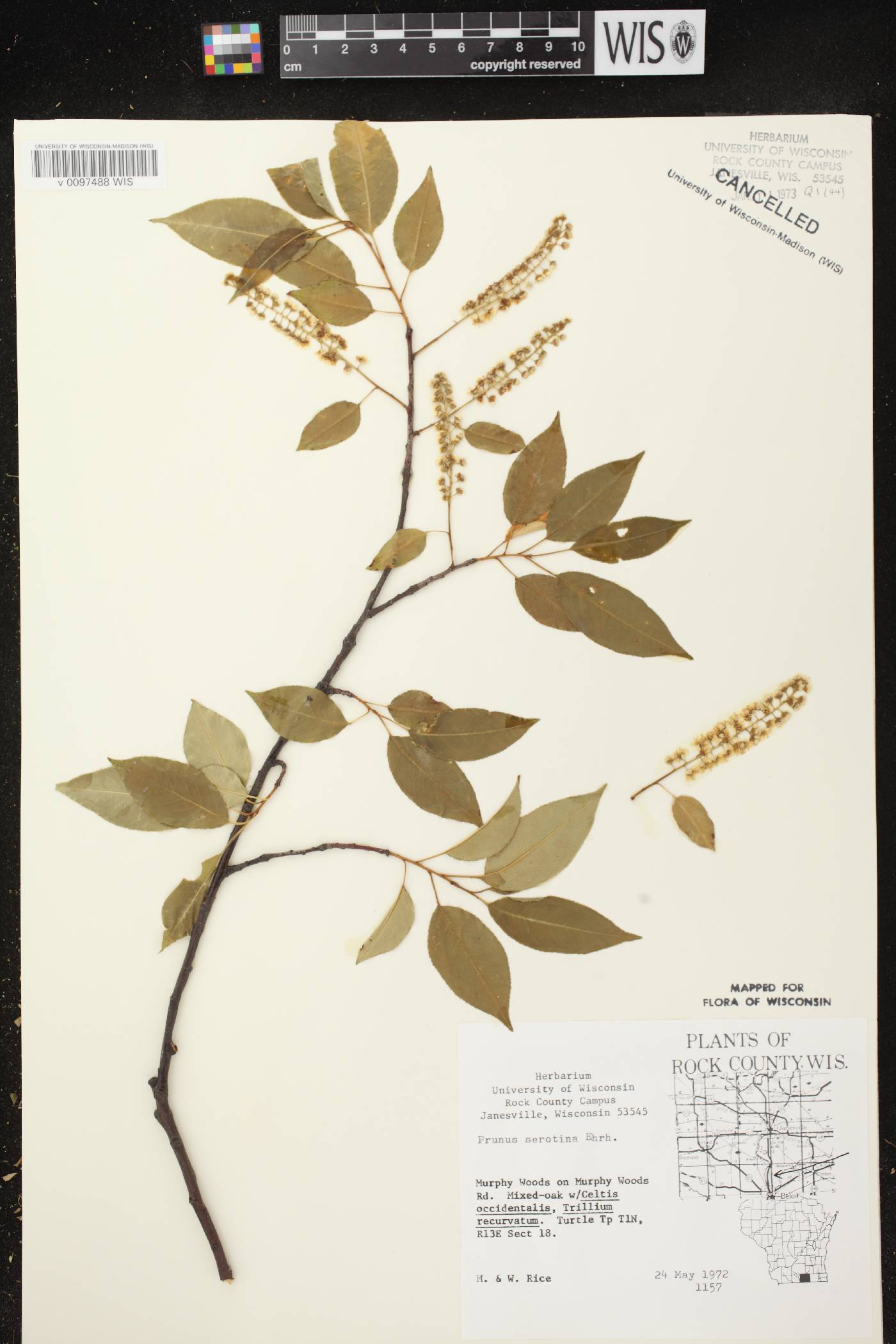 Prunus serotina var. serotina image