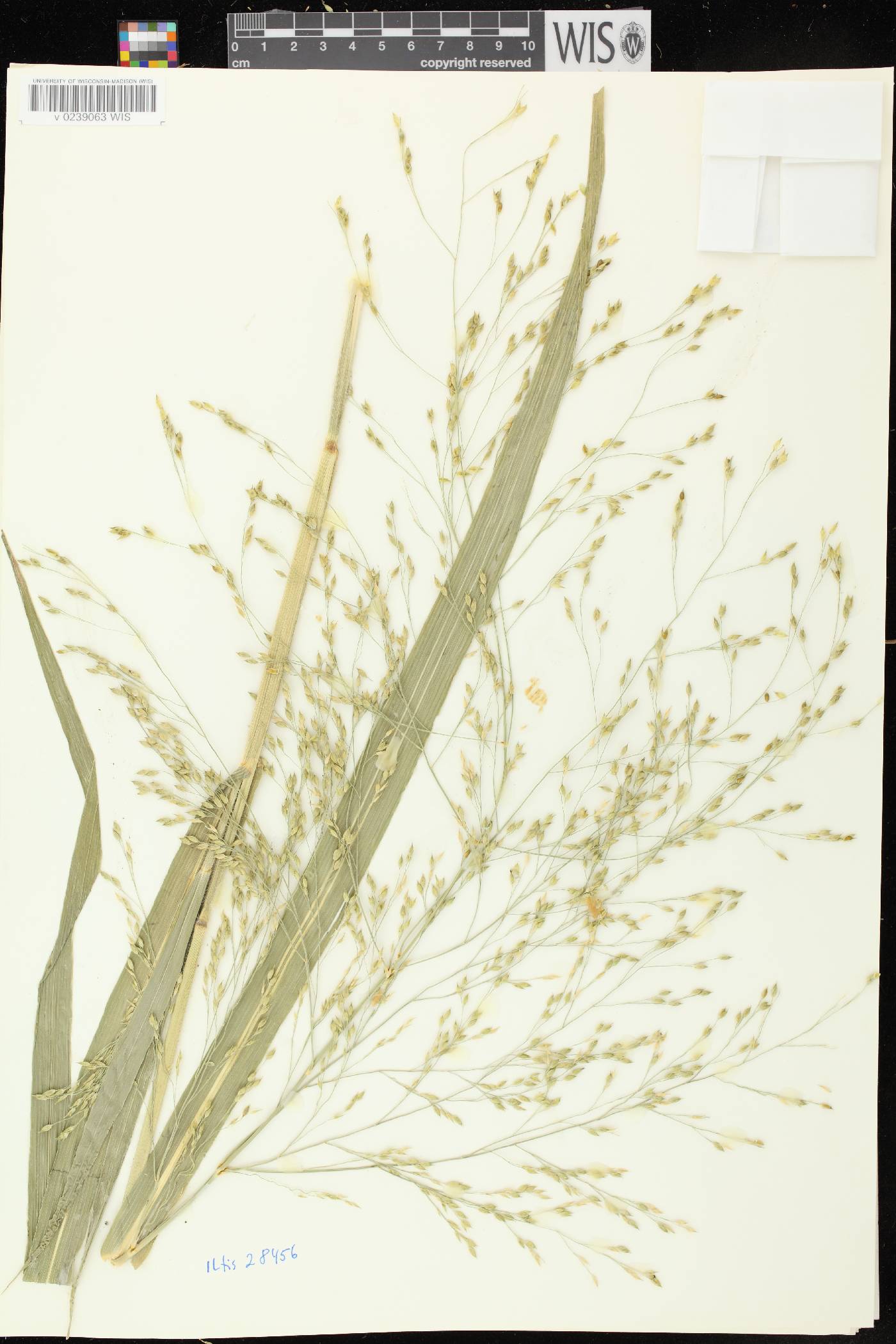 Panicum miliaceum subsp. ruderale image