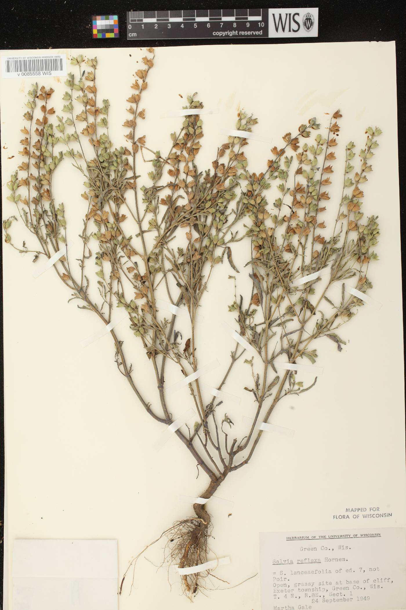 Salvia reflexa image