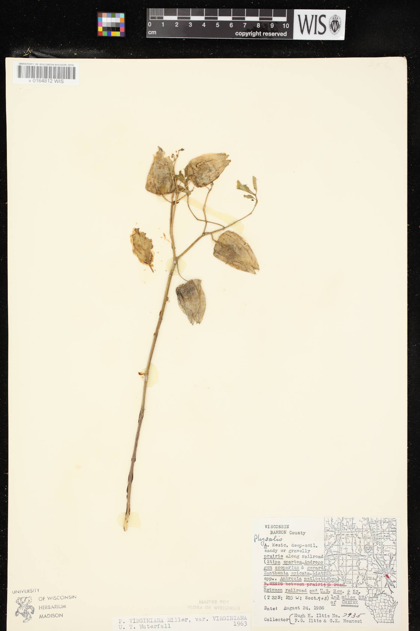 Physalis virginiana var. virginiana image