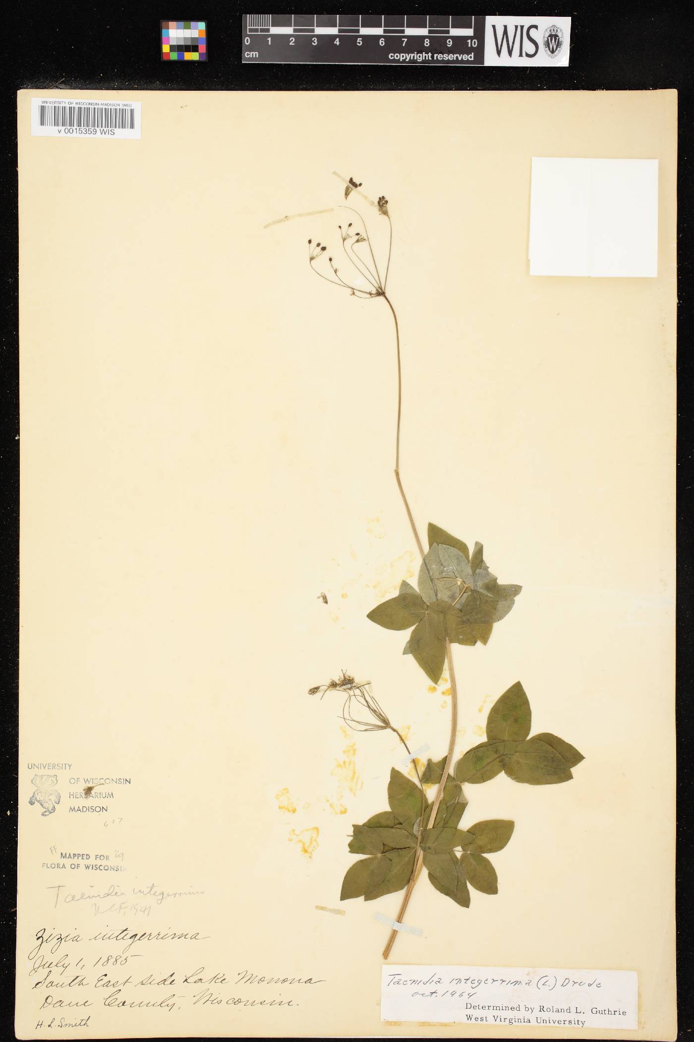 Taenidia integerrima image