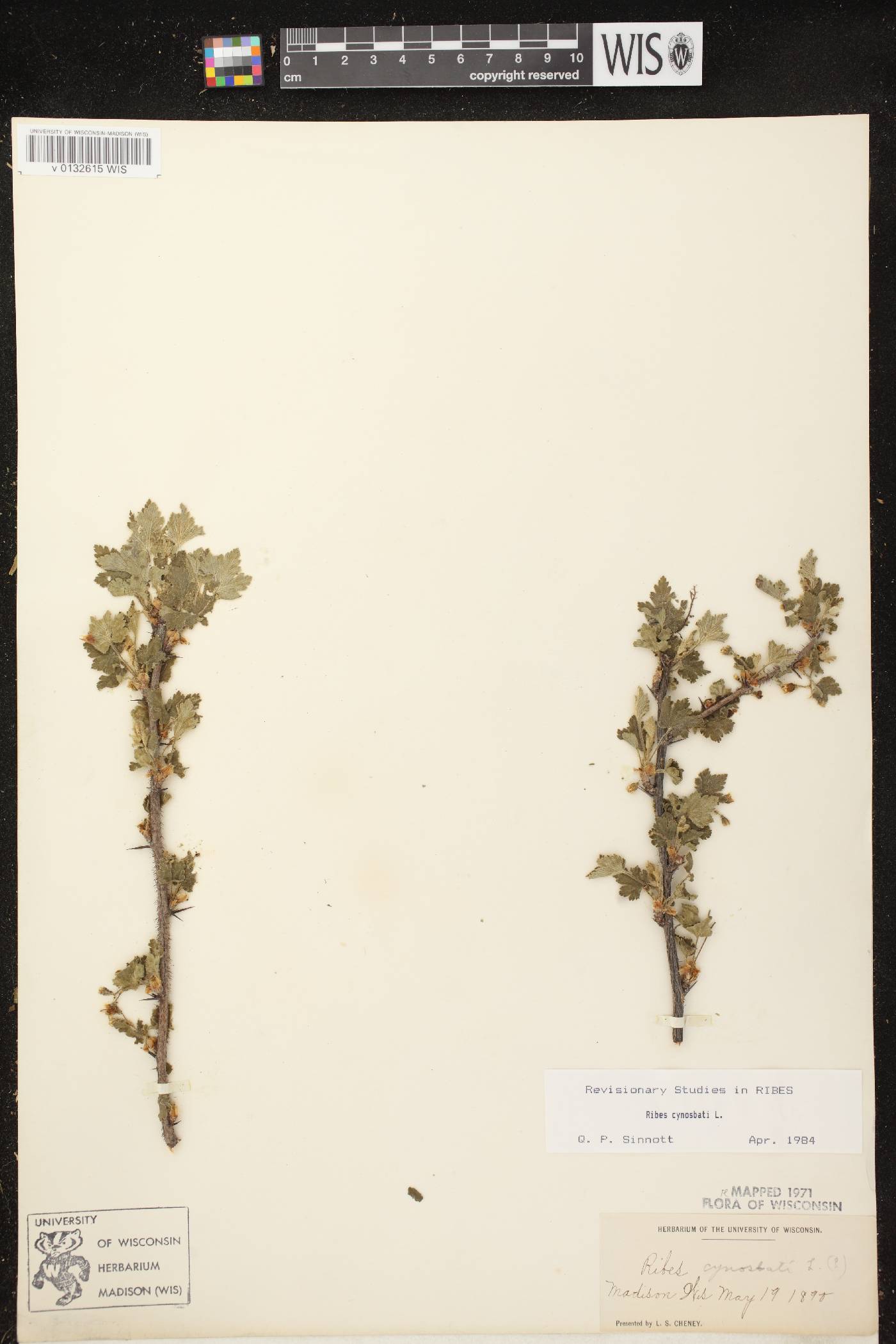 Ribes cynosbati image