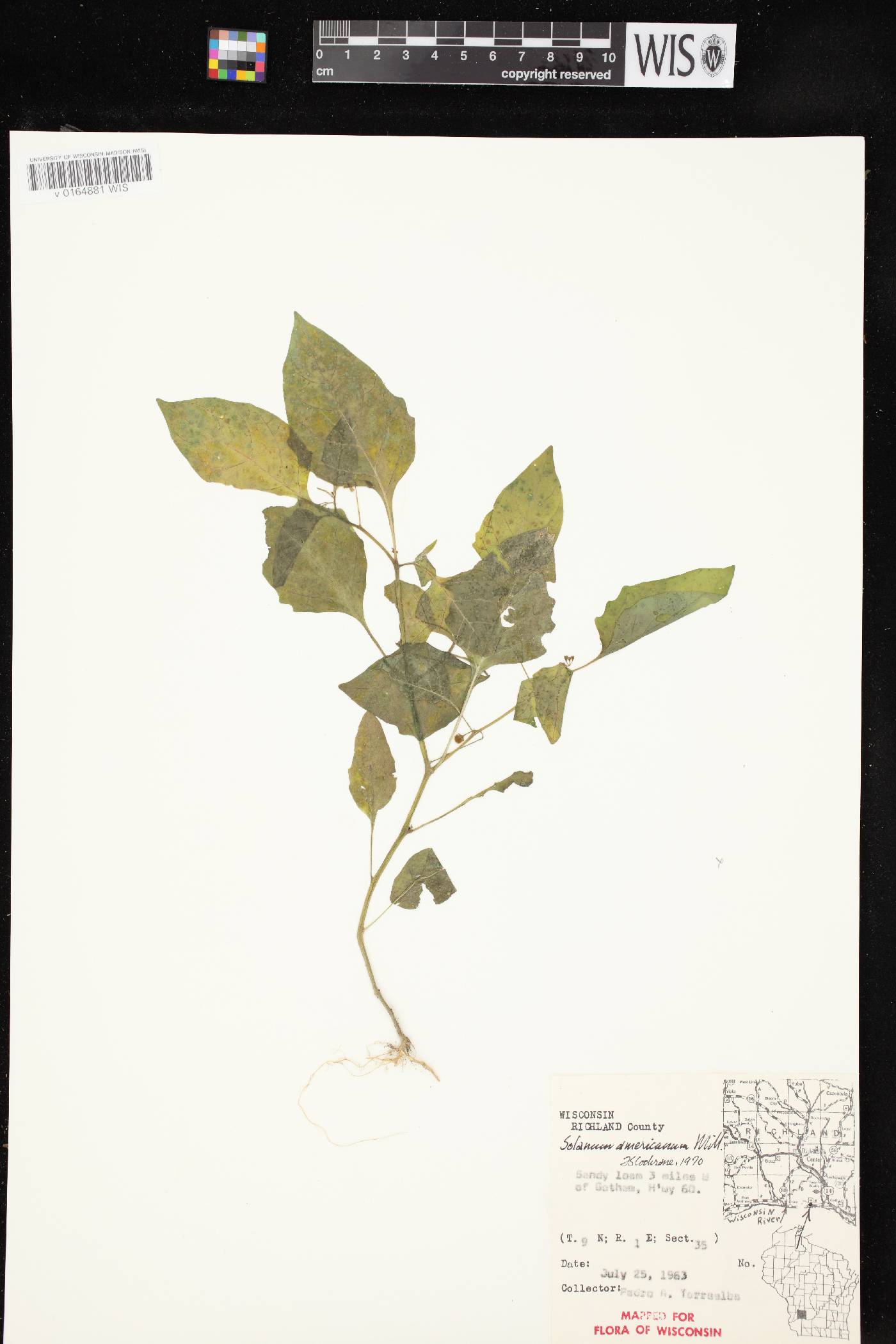 Solanum ptychanthum image