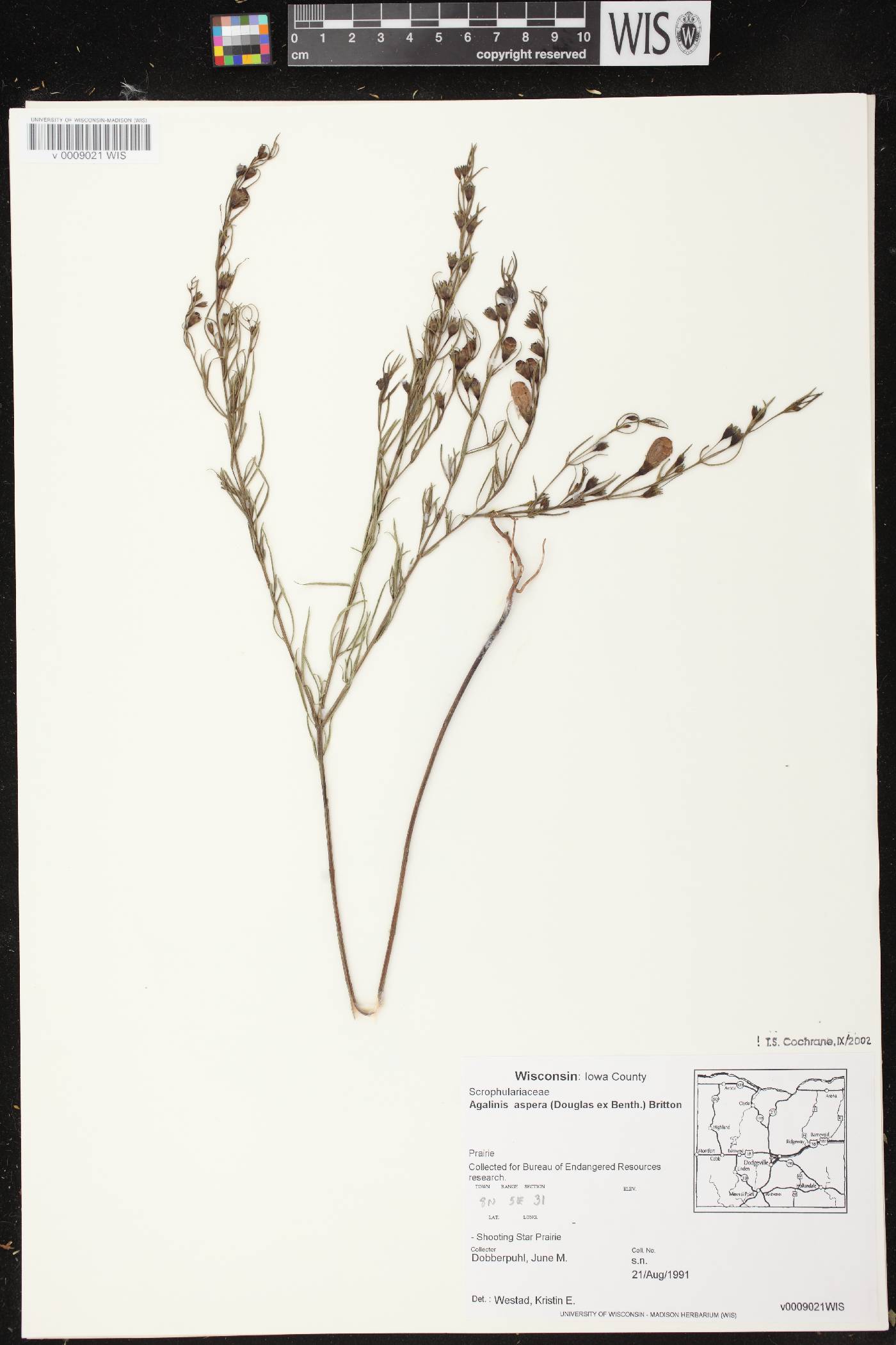 Agalinis aspera image
