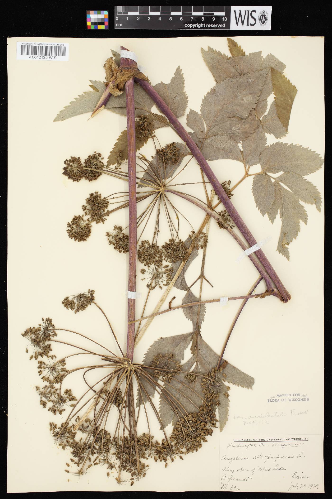 Angelica atropurpurea var. occidentalis image