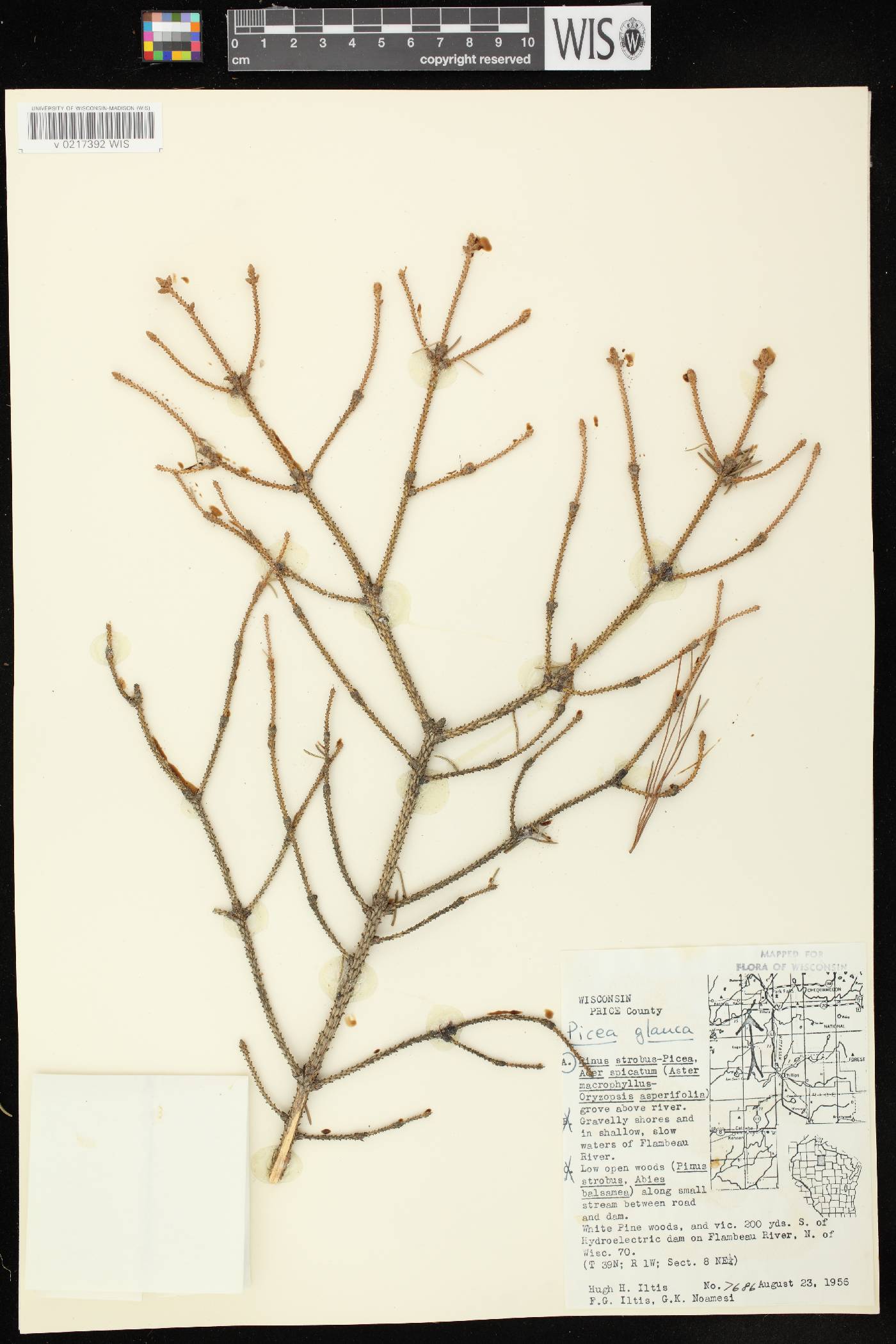 Picea glauca image