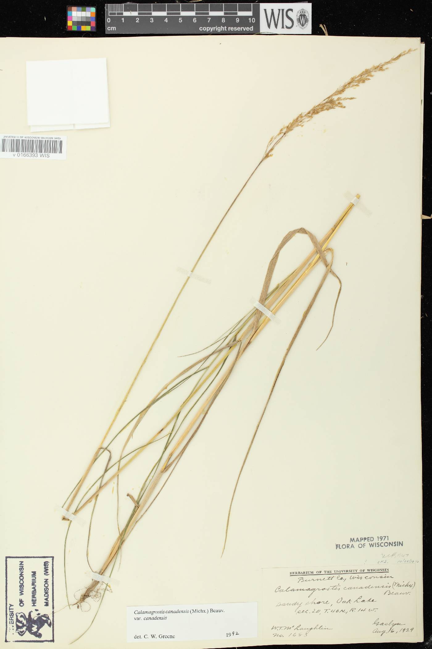 Calamagrostis canadensis var. canadensis image