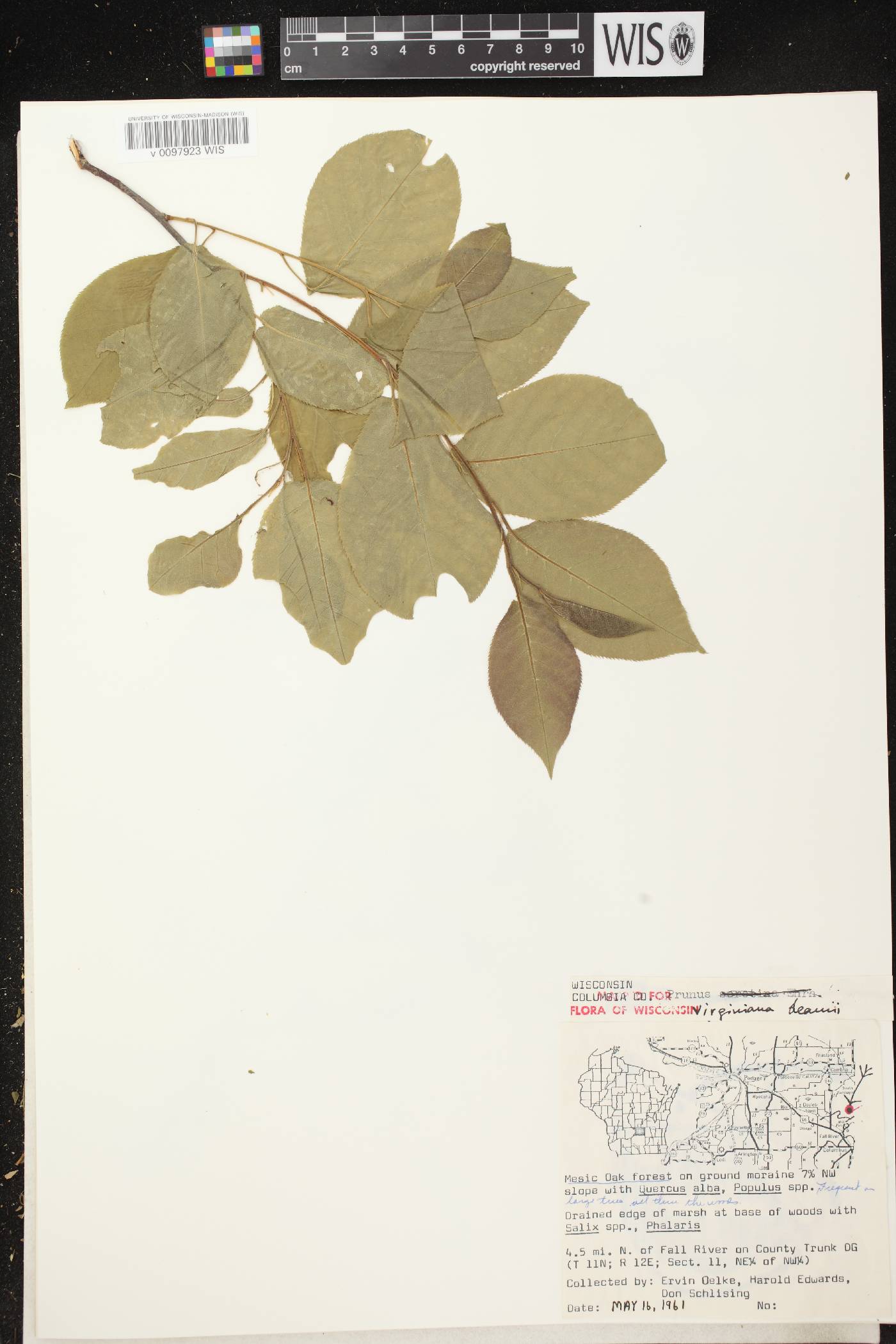 Prunus virginiana image