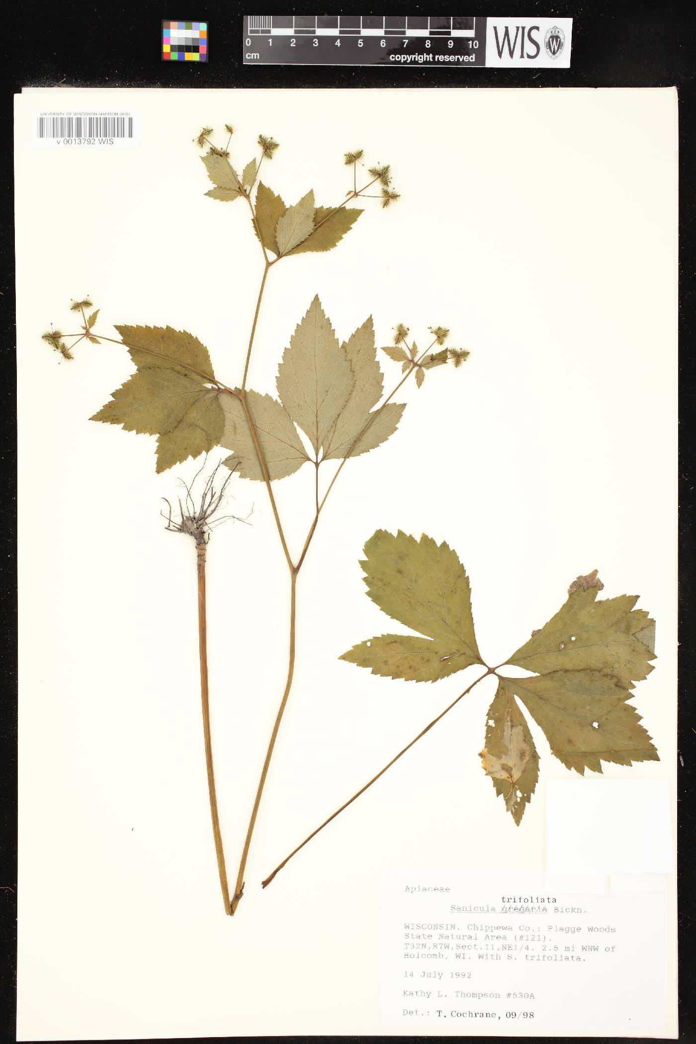 Sanicula trifoliata image