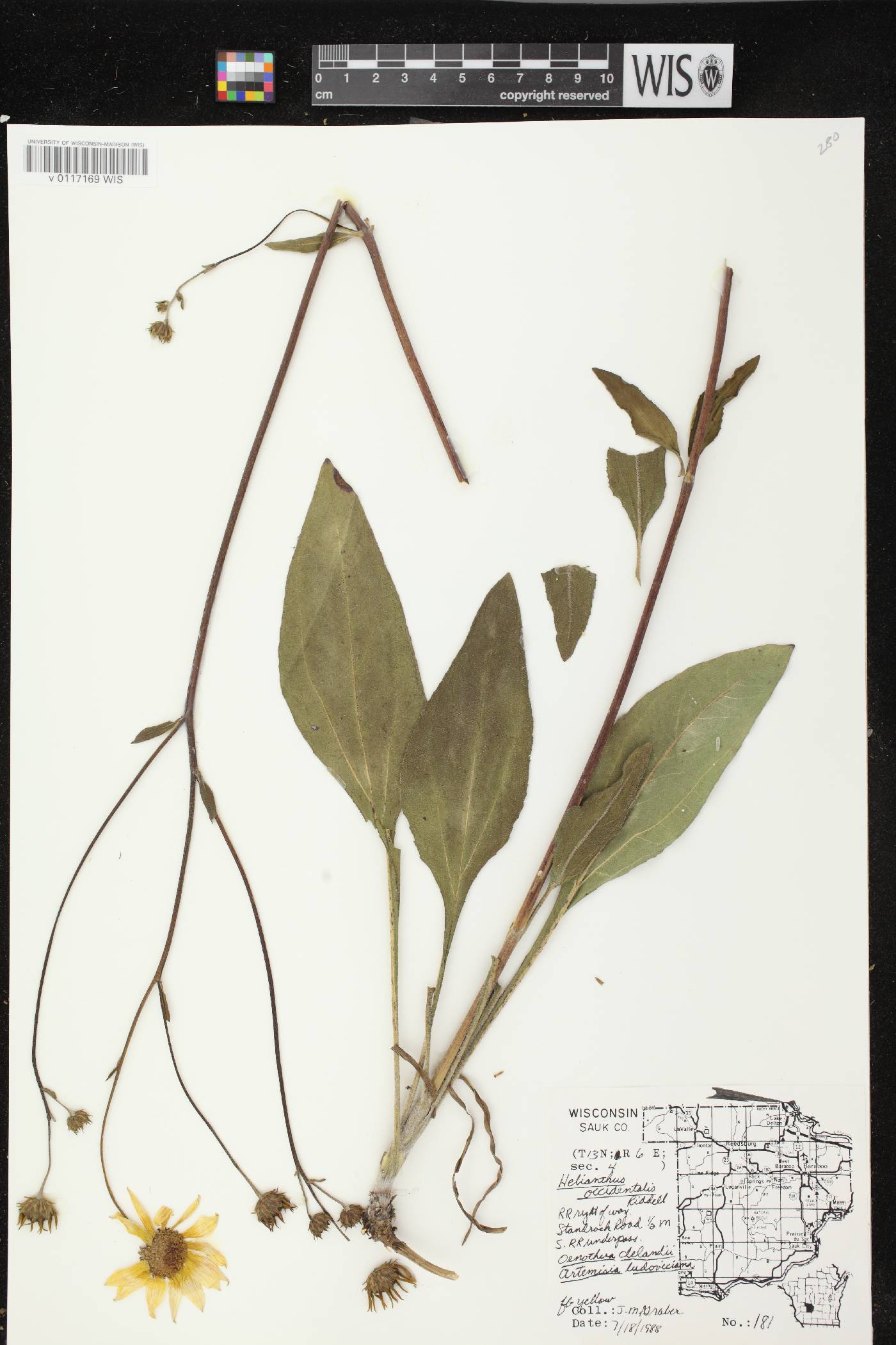 Helianthus occidentalis subsp. occidentalis image