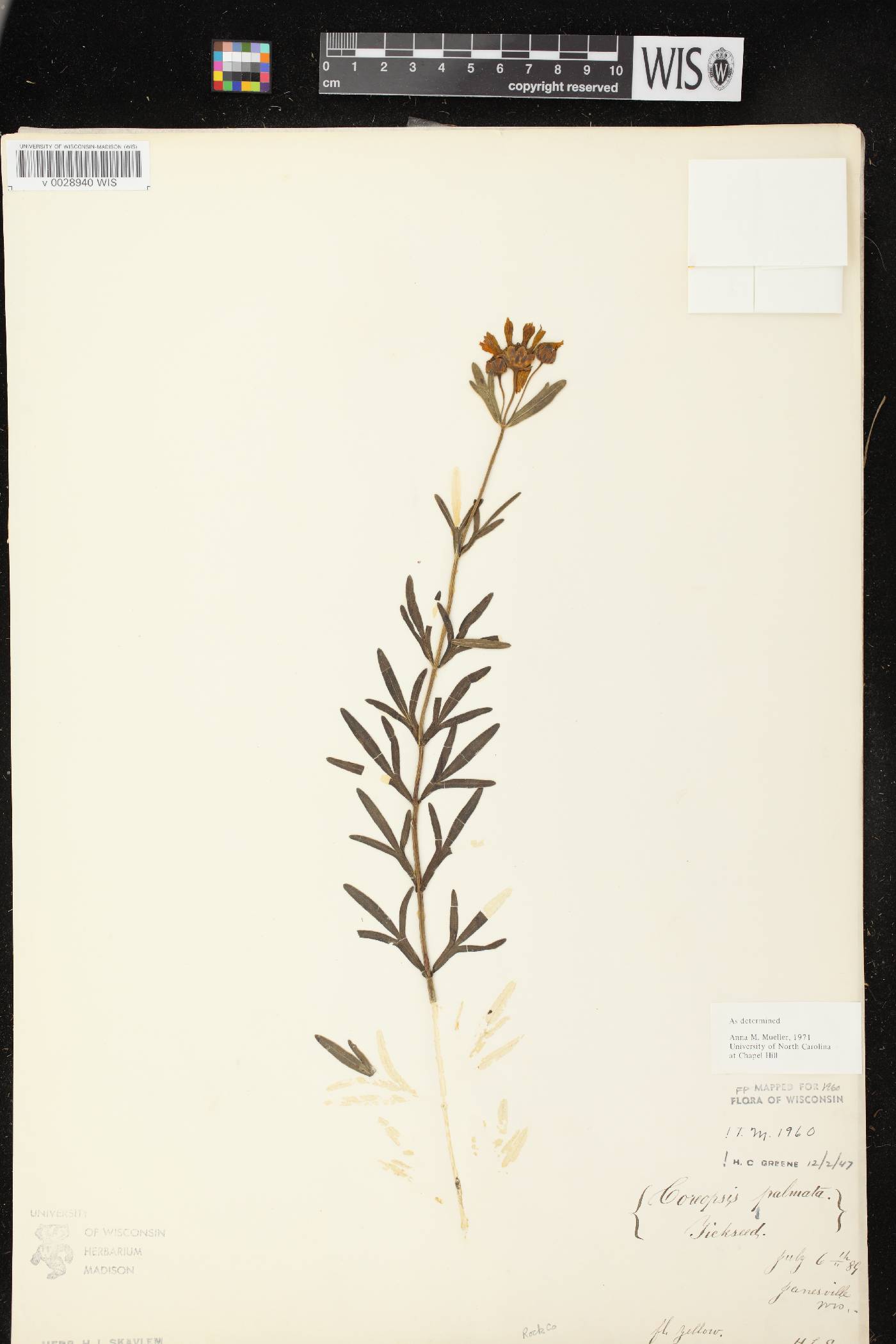 Coreopsis palmata image