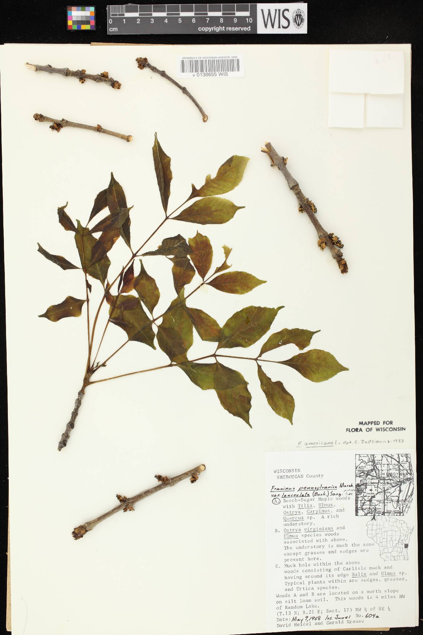 Fraxinus americana image