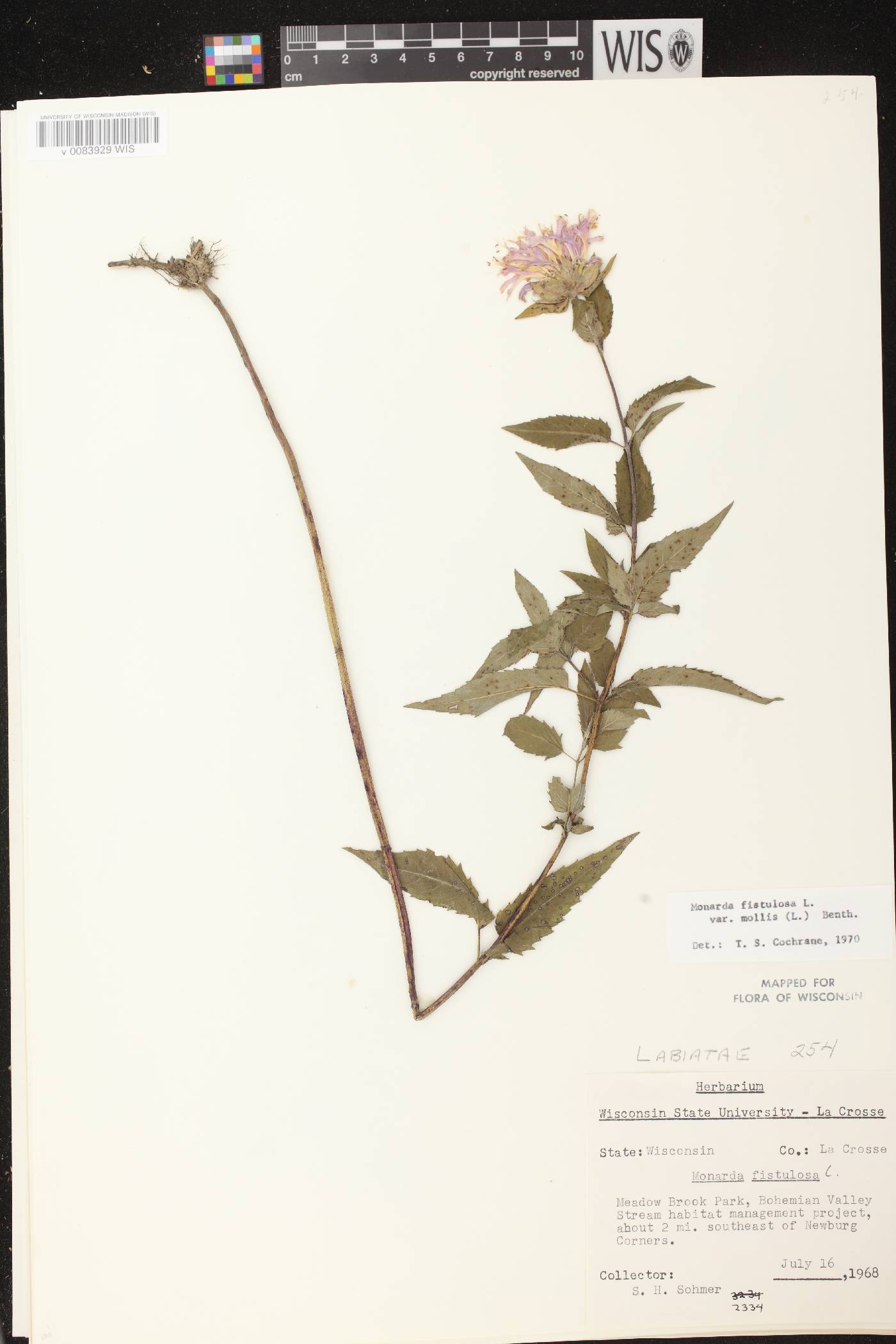 Monarda fistulosa subsp. fistulosa image