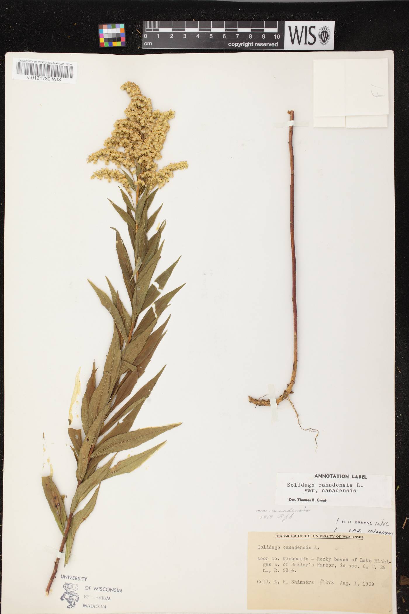 Solidago canadensis var. canadensis image