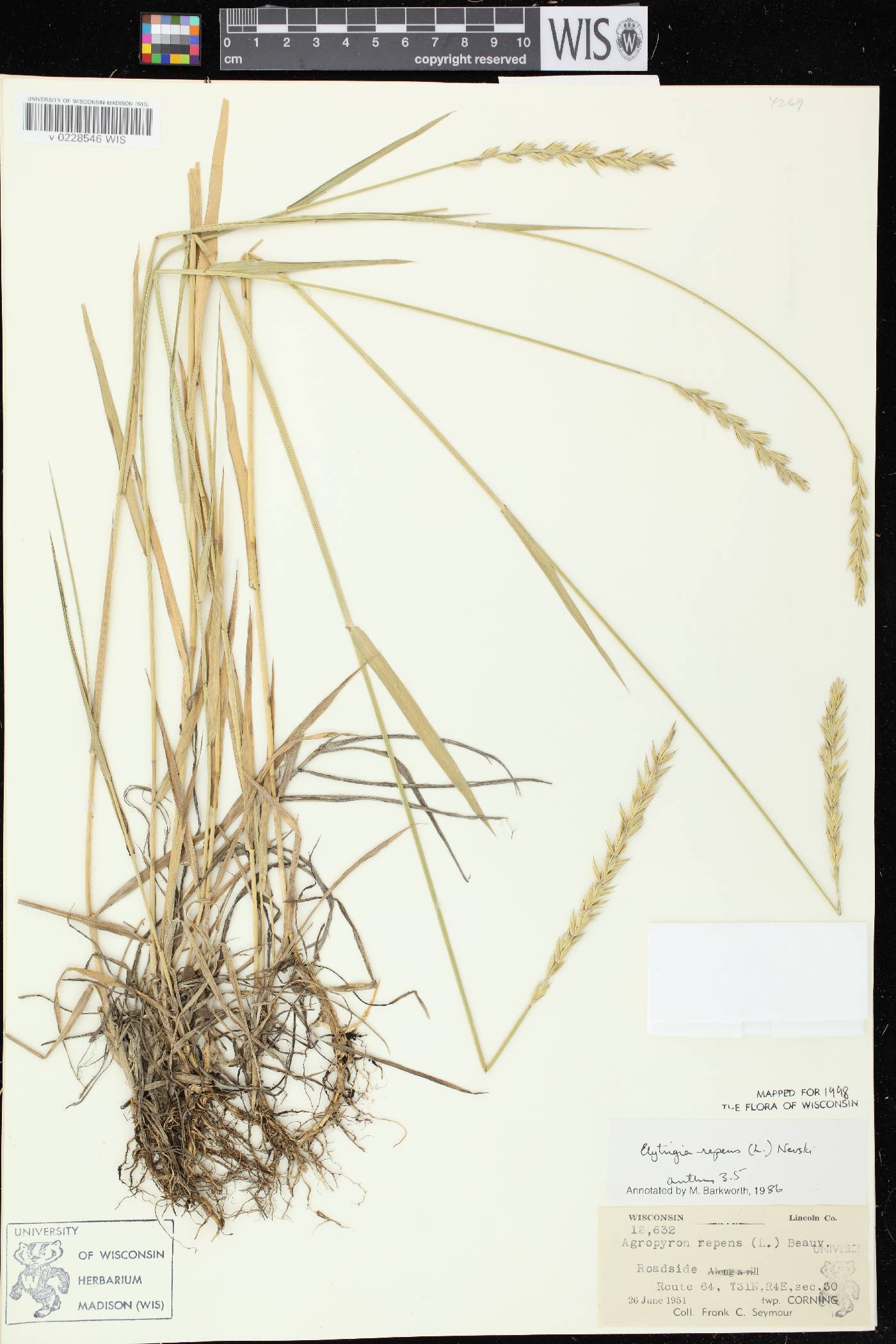 Elymus repens image