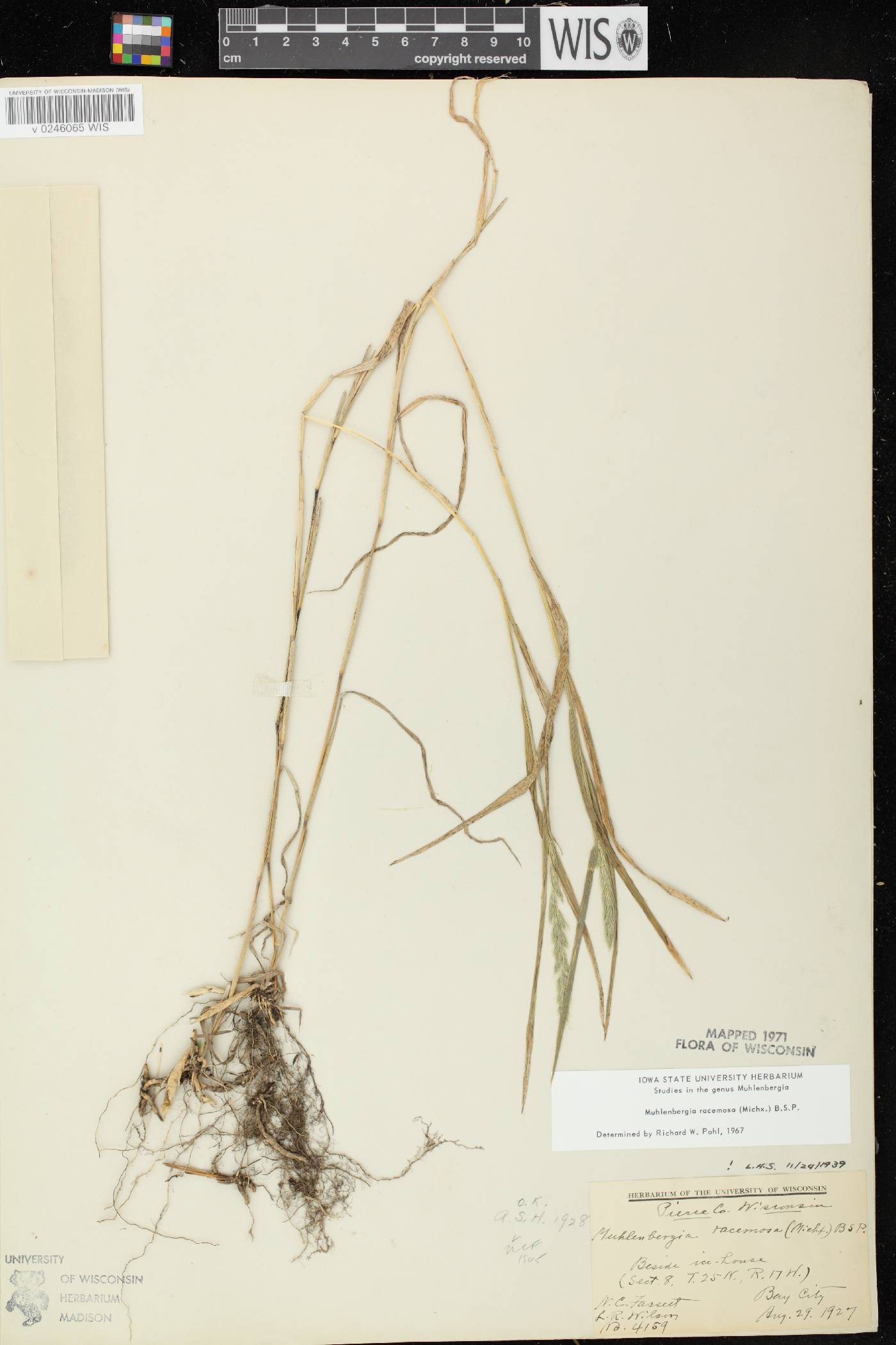 Muhlenbergia racemosa image