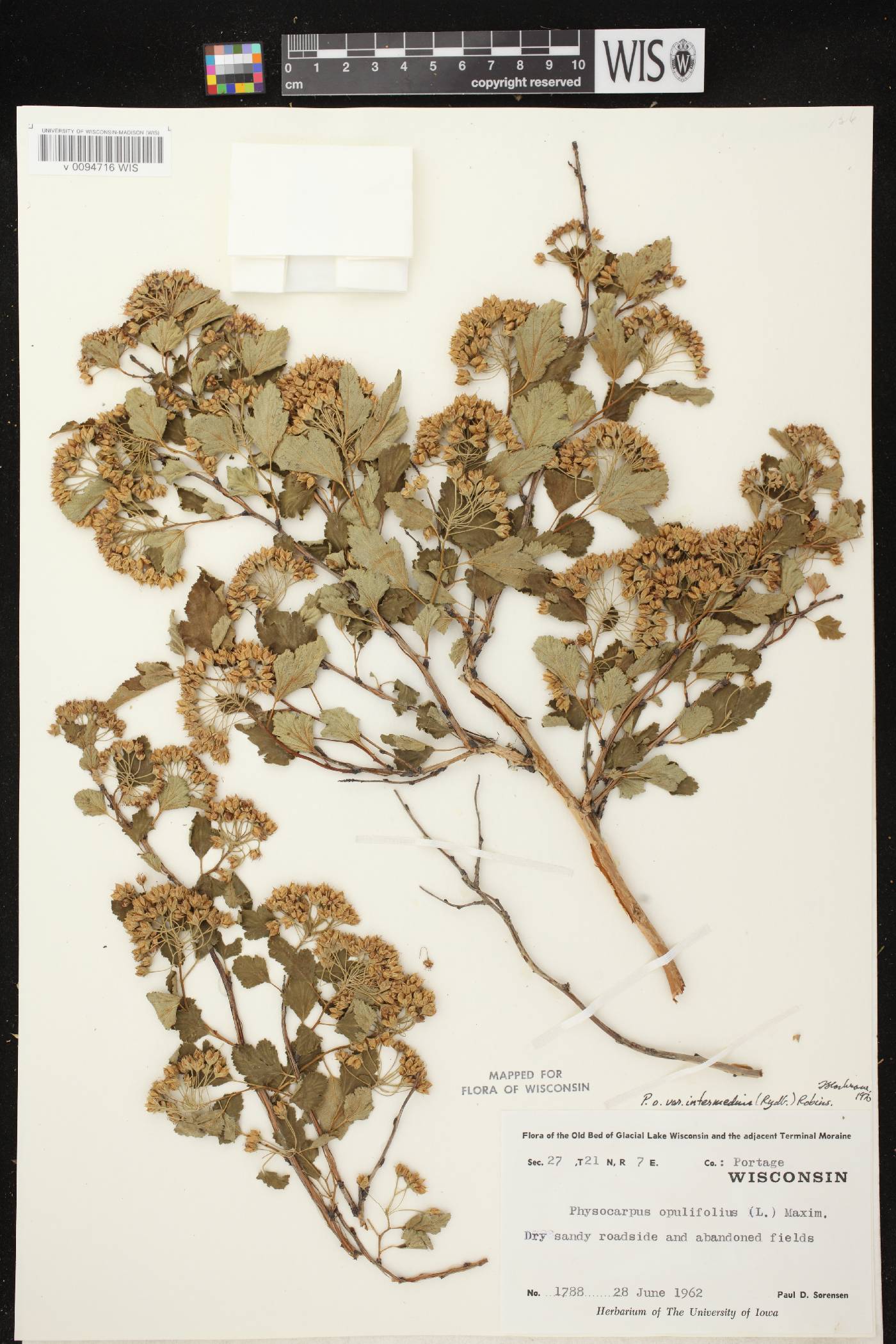 Physocarpus intermedius image