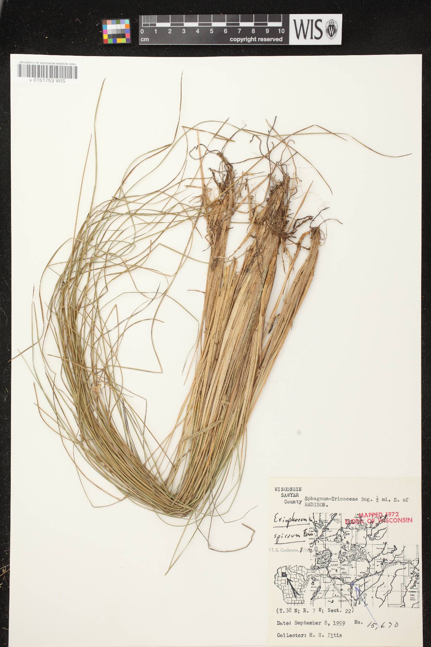 Eriophorum vaginatum image